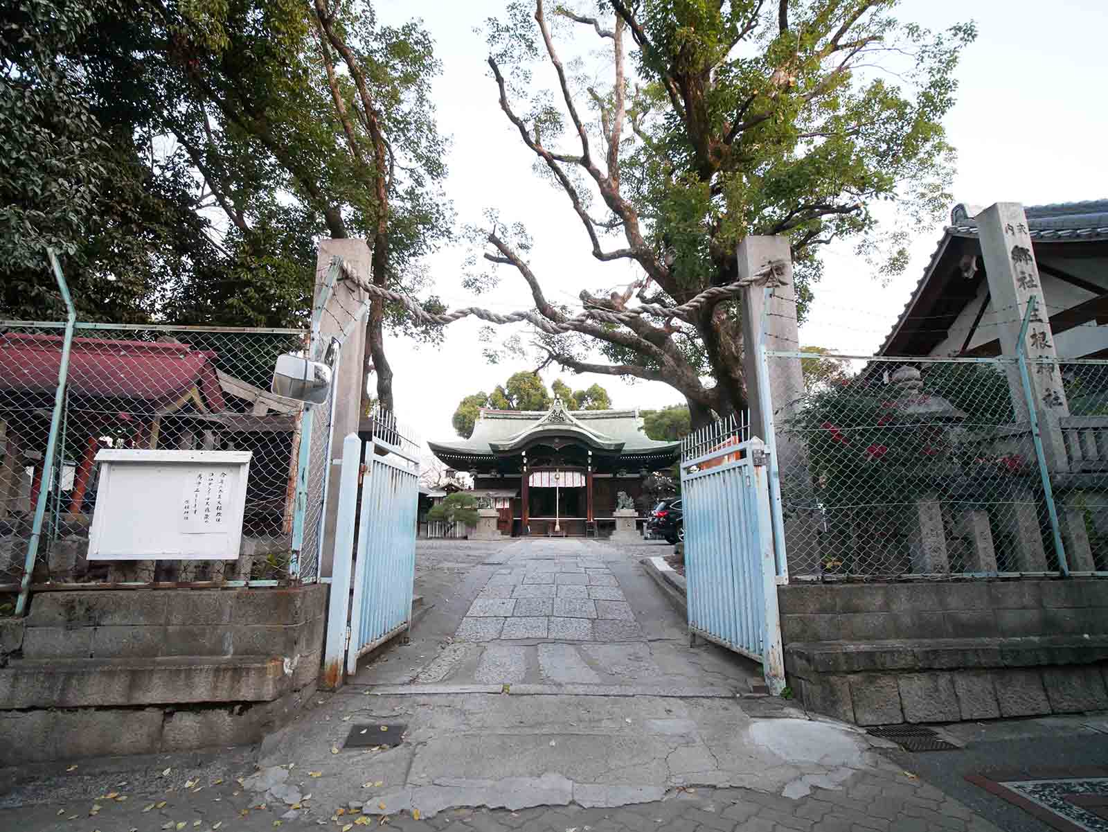 生根神社のモチノキ