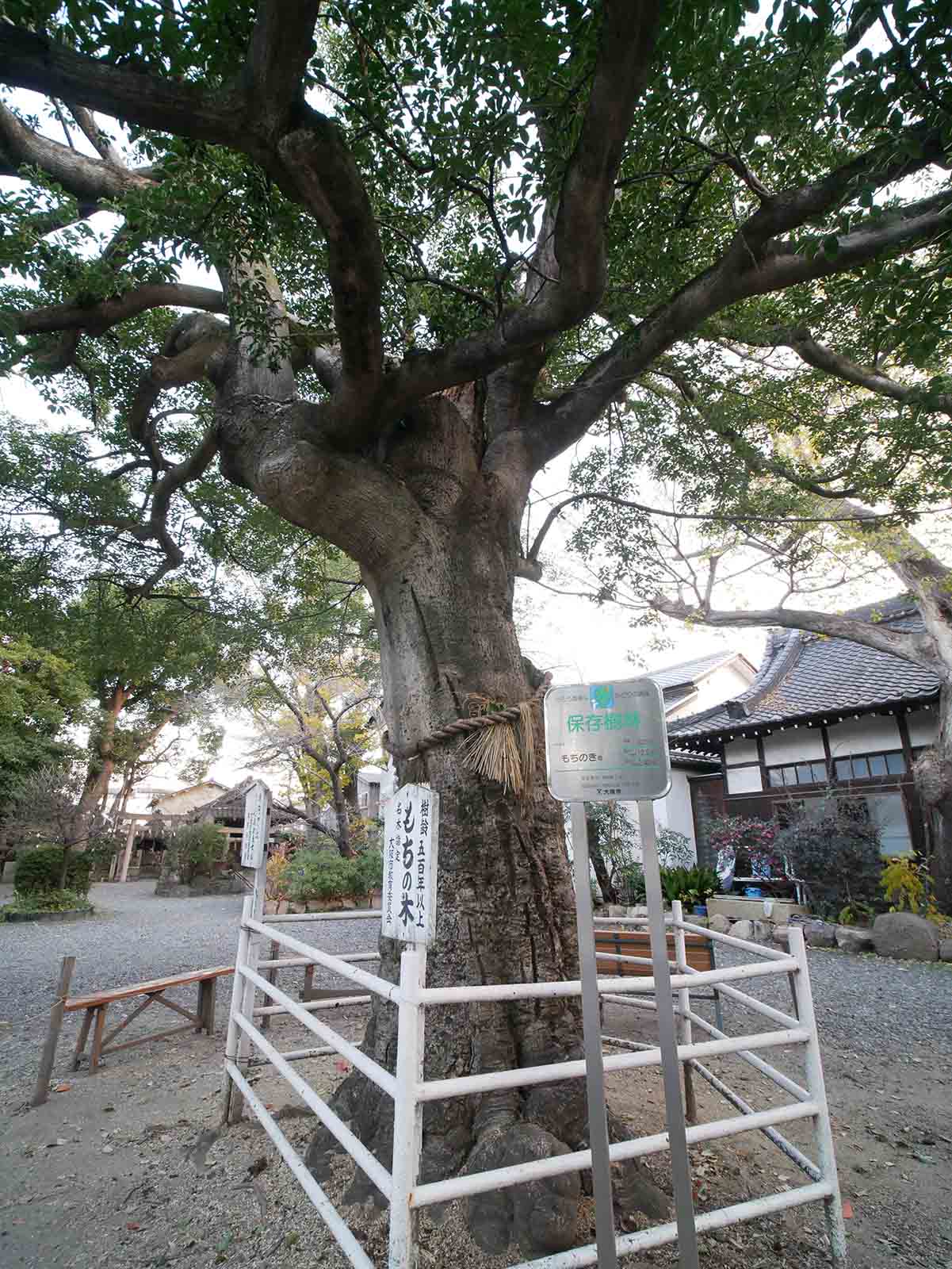 生根神社のモチノキ