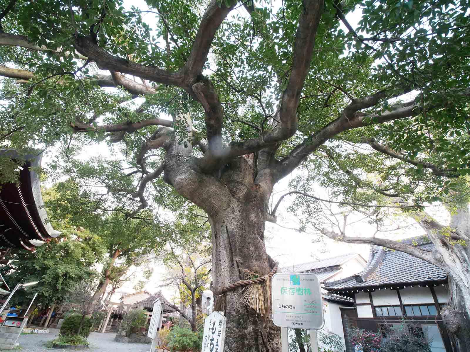 生根神社のモチノキ