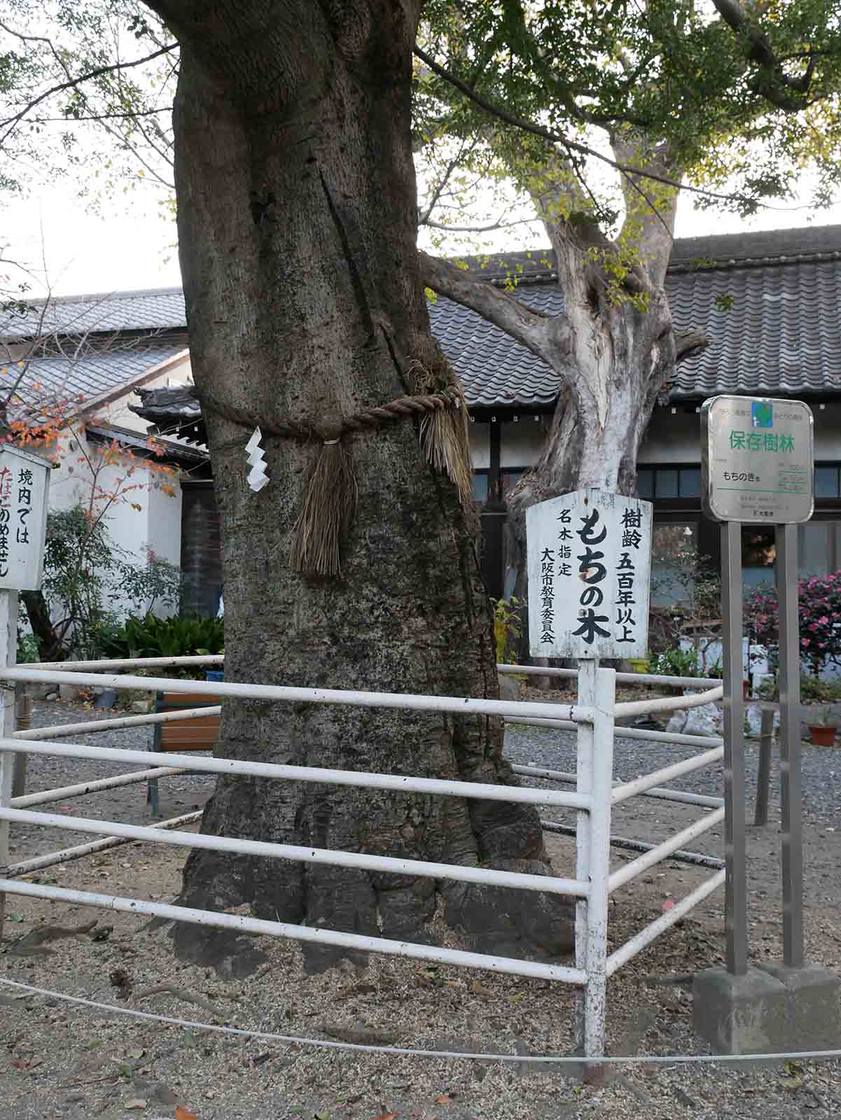 生根神社のモチノキ