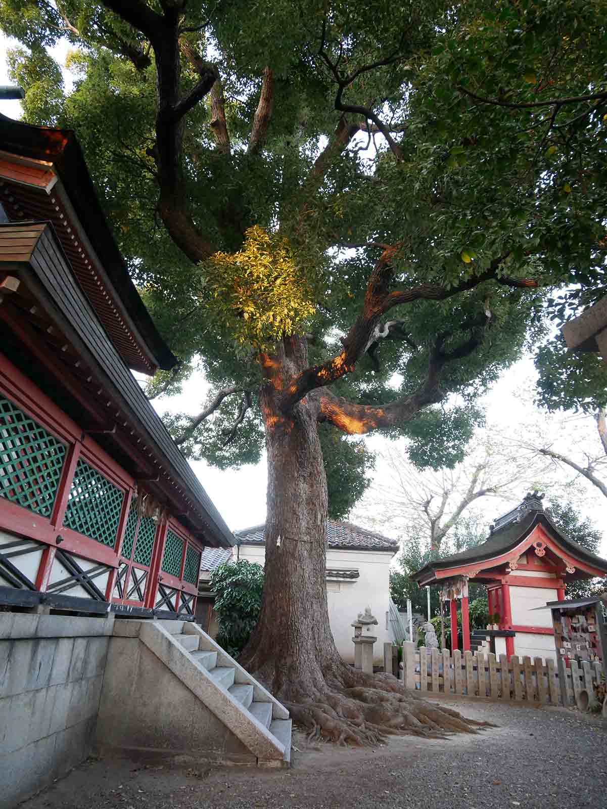 生根神社のクス