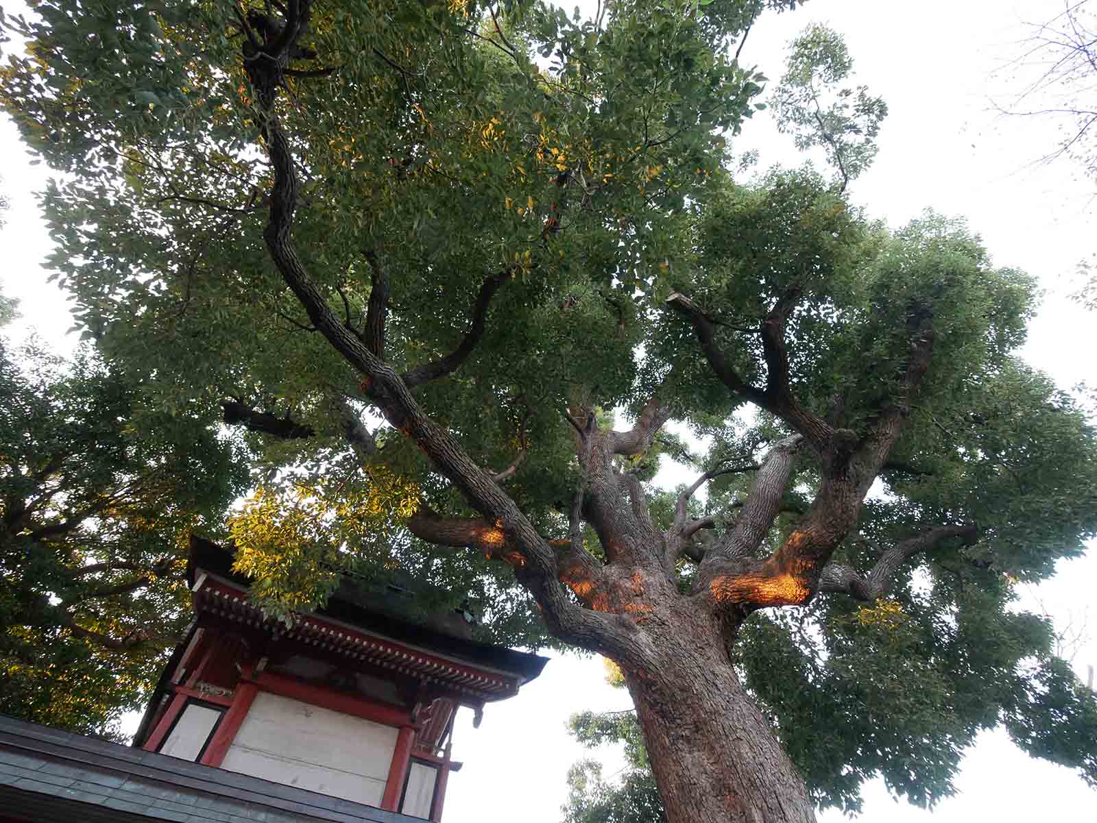 生根神社のクス