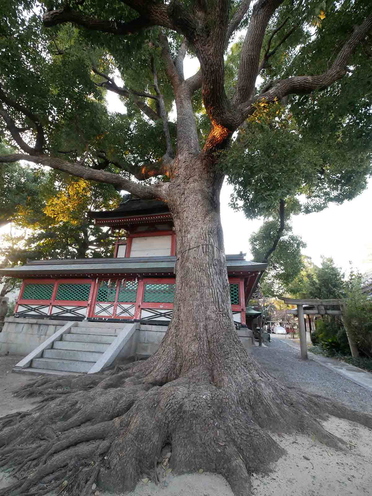 生根神社のクス