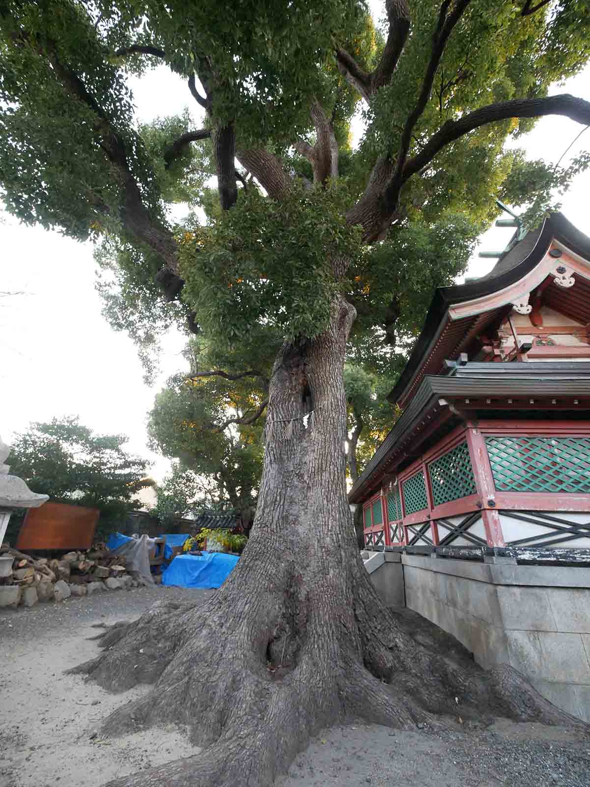 生根神社のクス