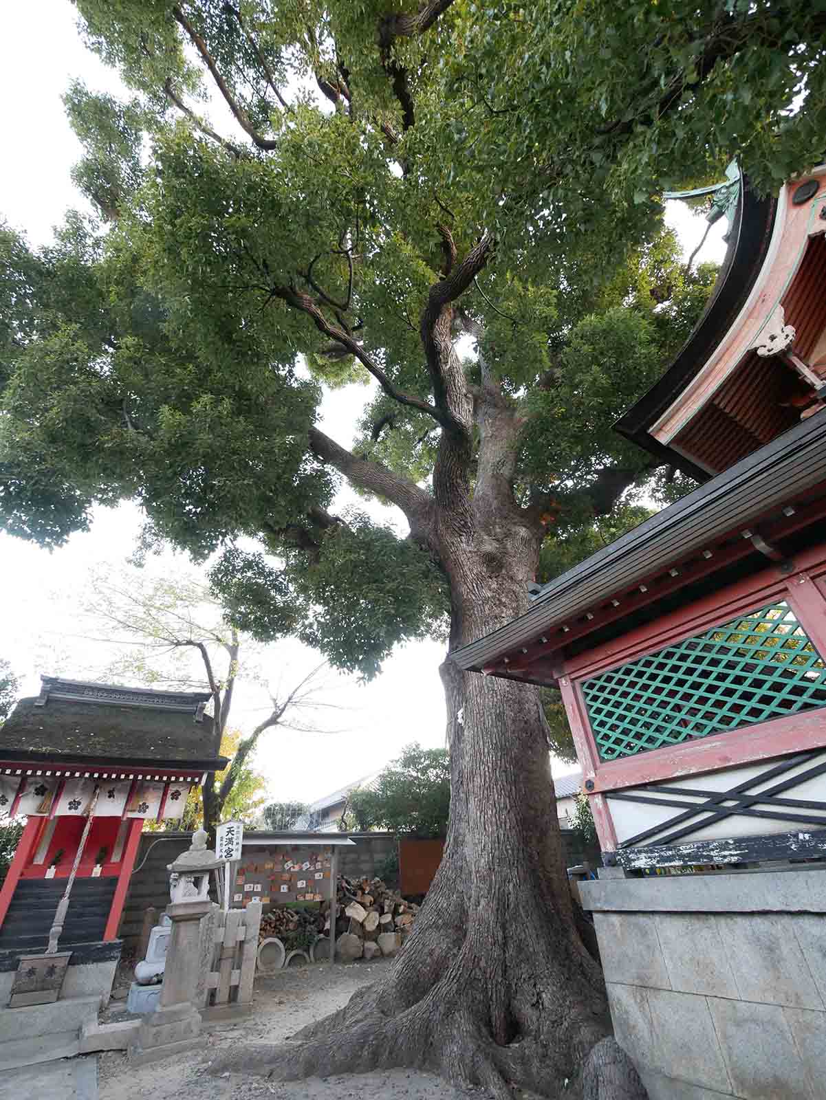 生根神社のクス