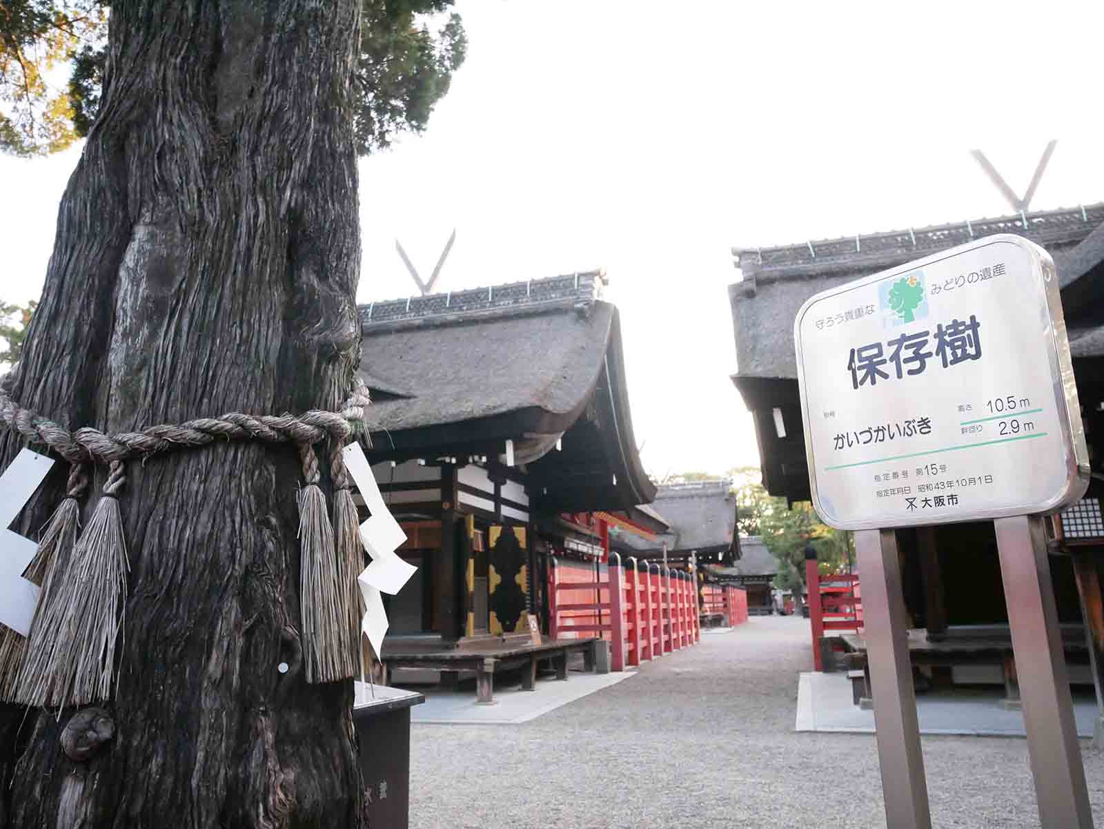 住吉大社のカイヅカイブキ