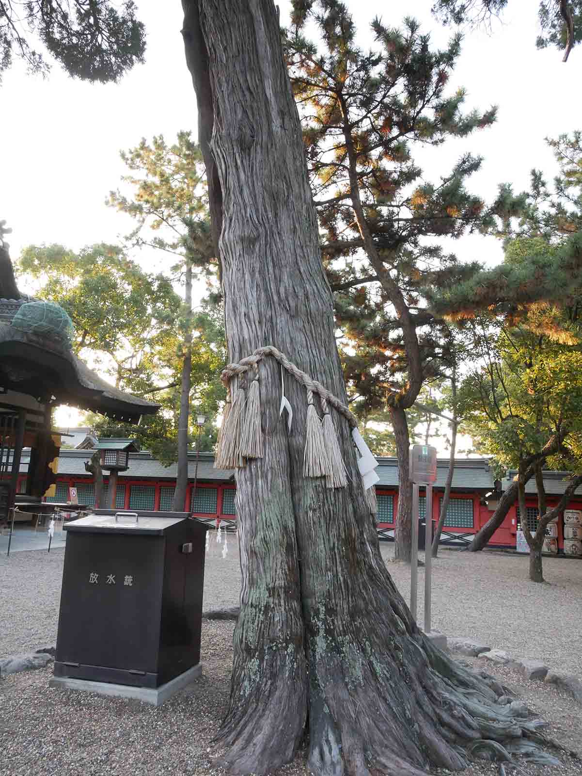 住吉大社のカイヅカイブキ