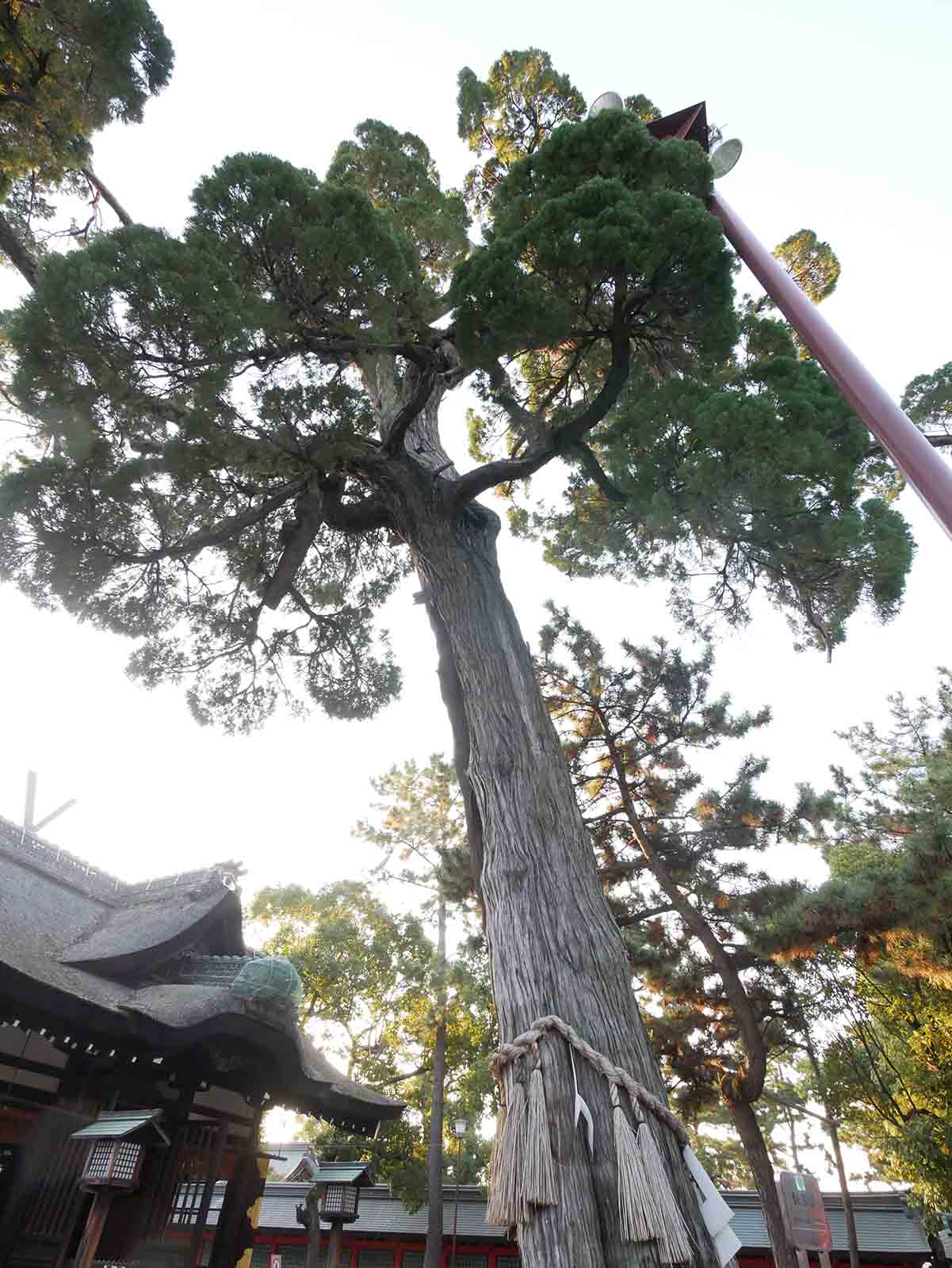 住吉大社のカイヅカイブキ