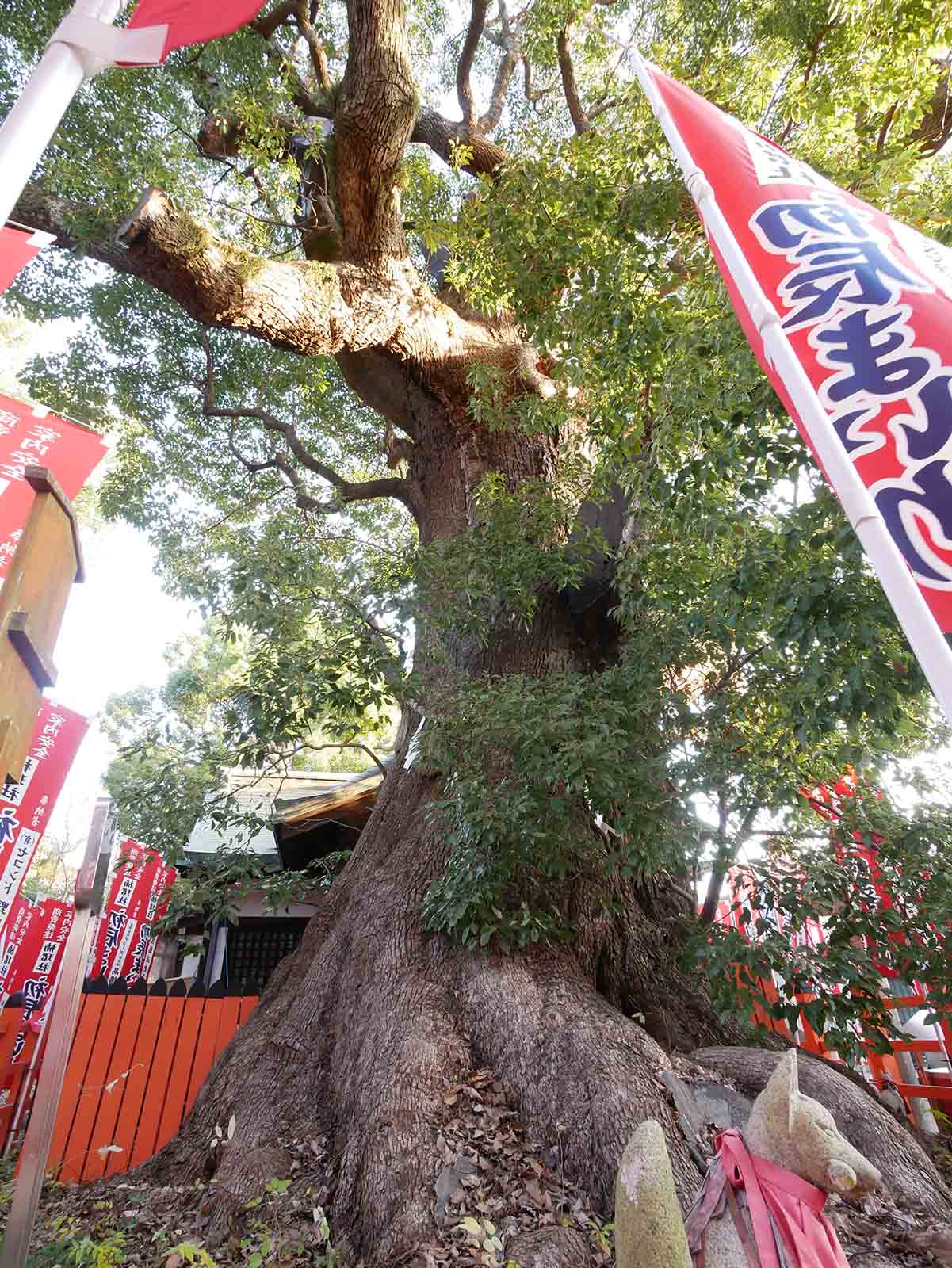 住吉大社の千年楠