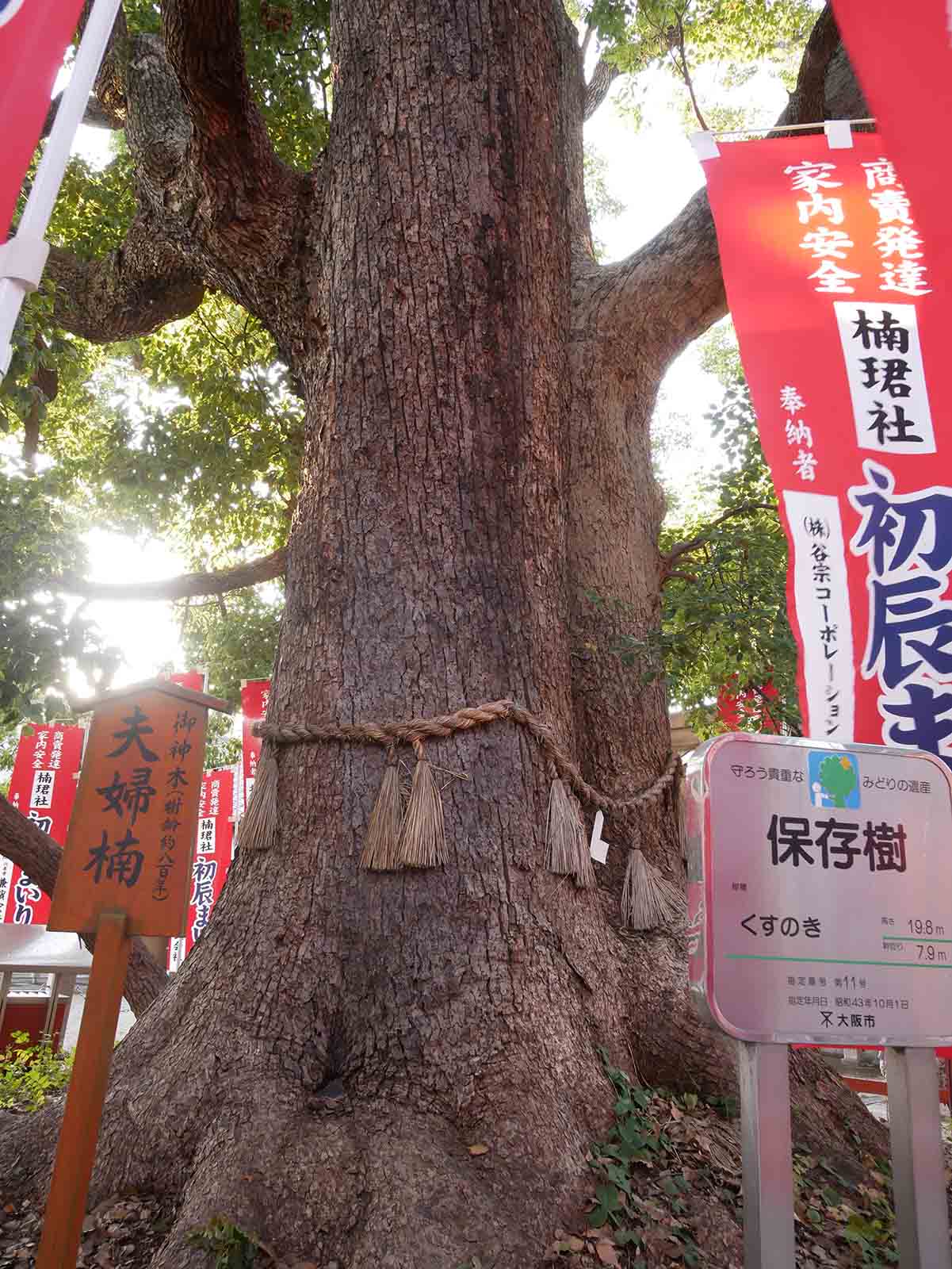 住吉大社の夫婦楠