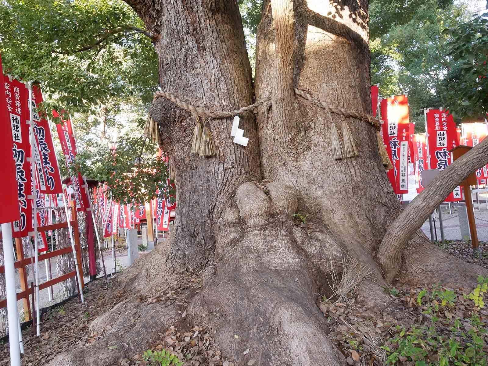 住吉大社の夫婦楠