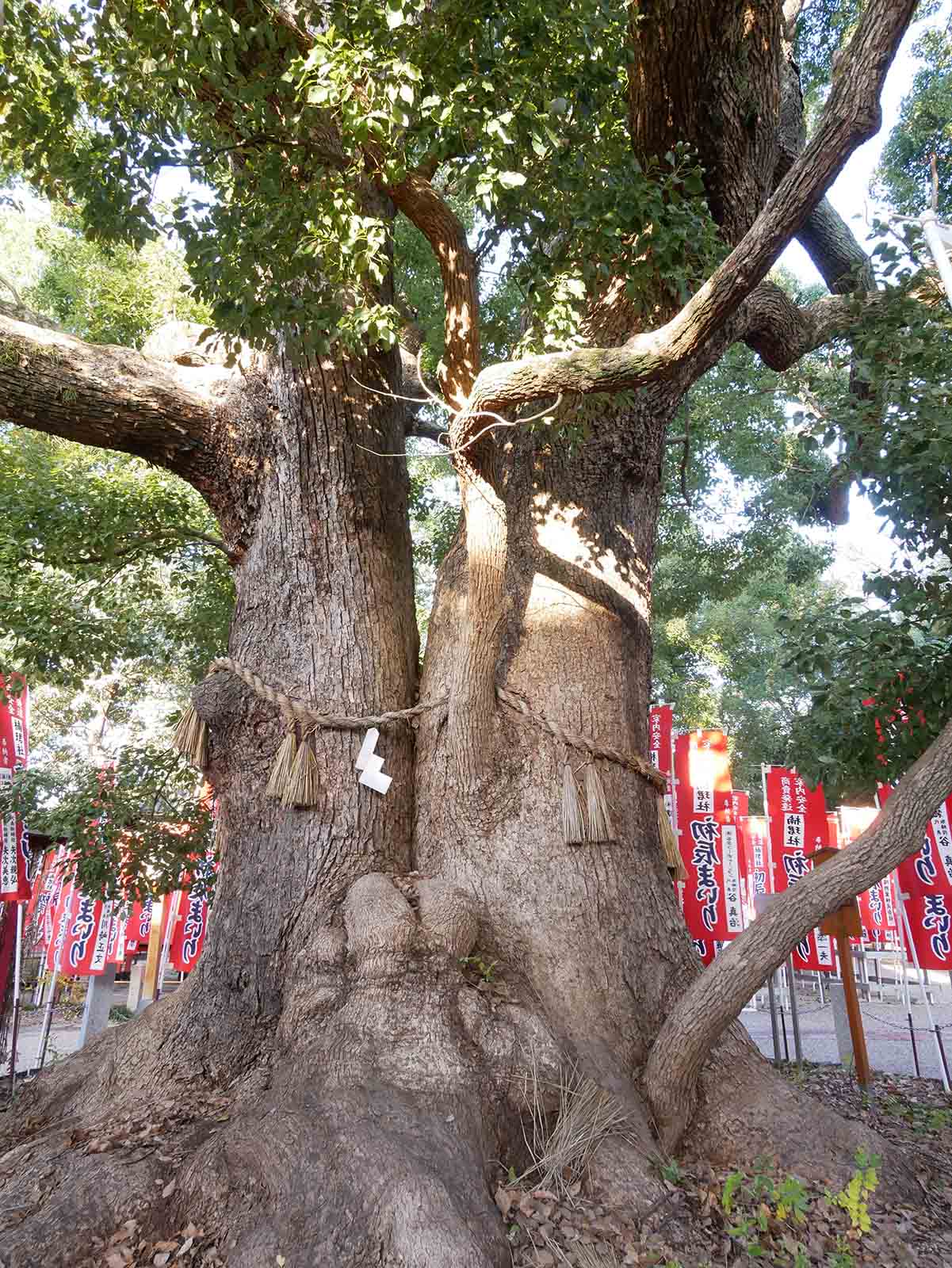 住吉大社の夫婦楠