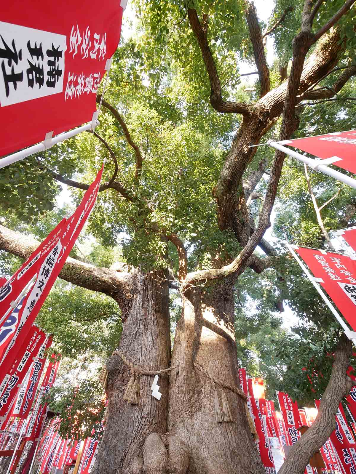 住吉大社の夫婦楠