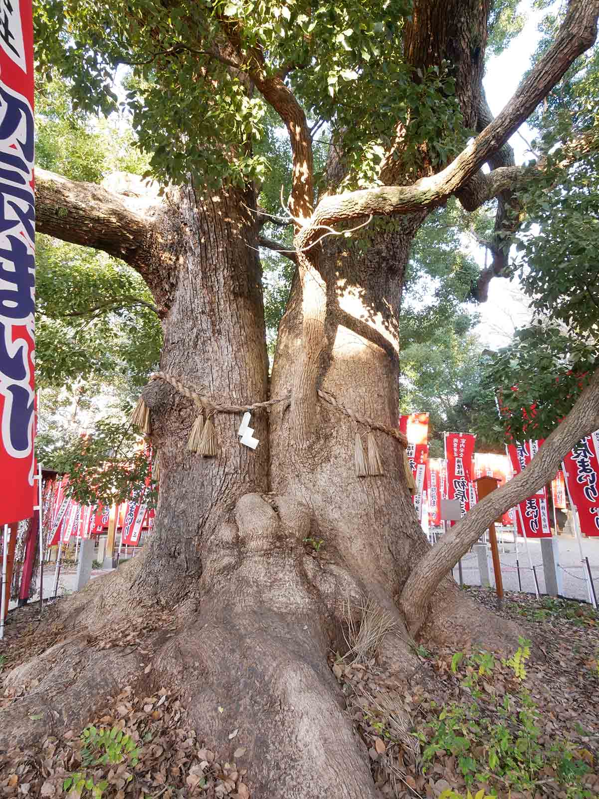 住吉大社の夫婦楠