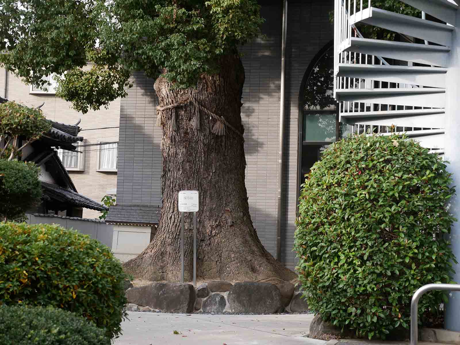 苅田の大楠