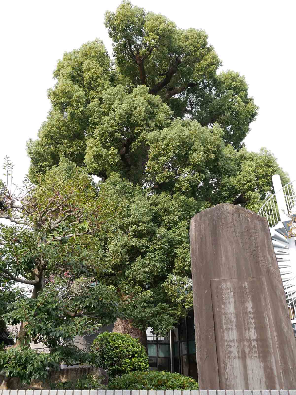 苅田の大楠