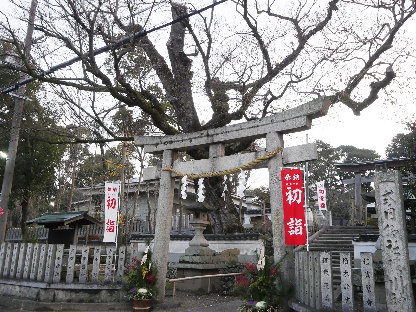 積川神社の椋