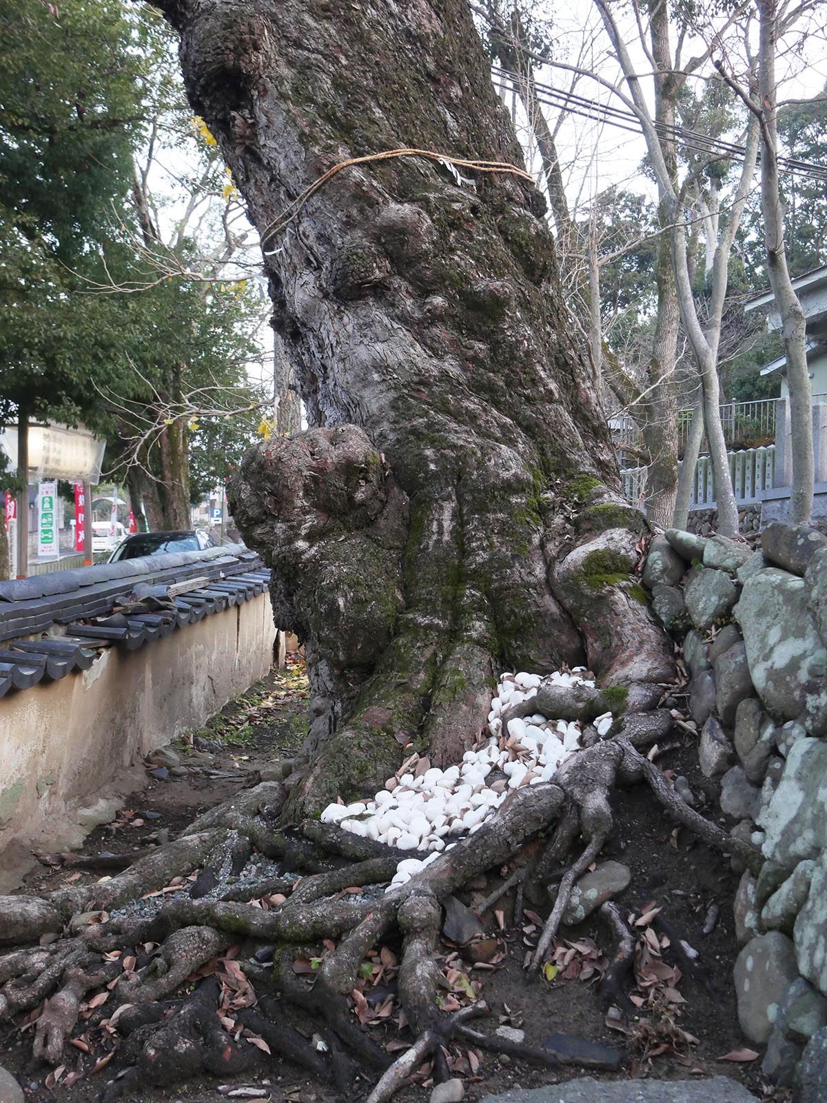 積川神社の椋