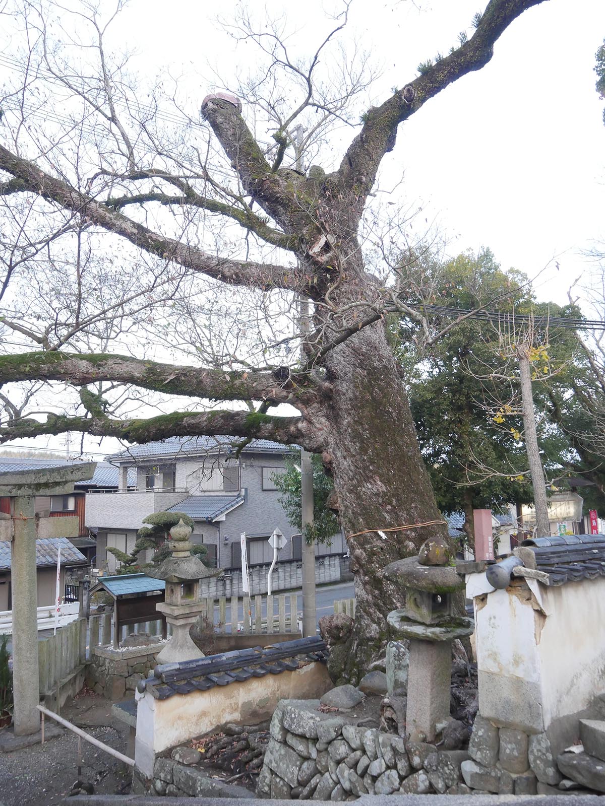 積川神社の椋