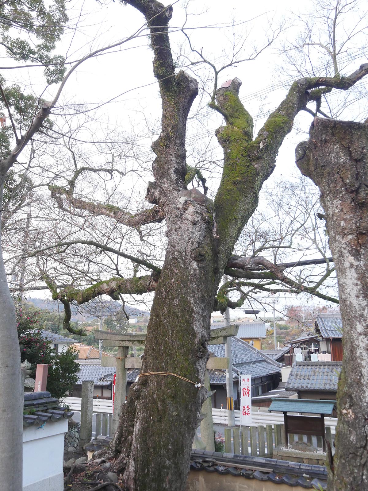 積川神社の椋