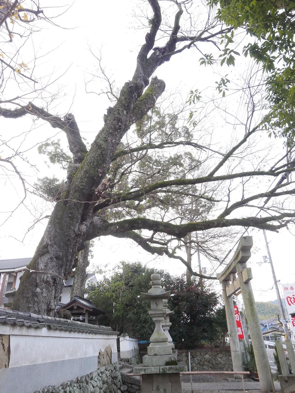 積川神社の椋