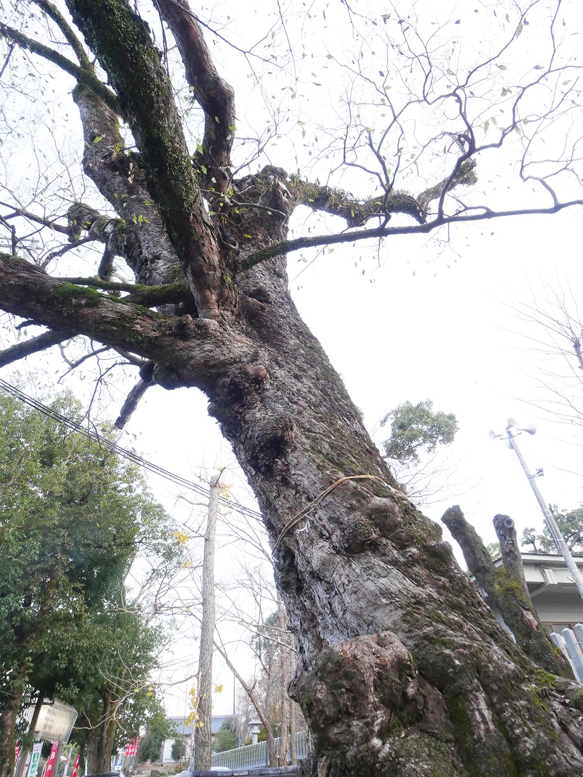 積川神社の椋