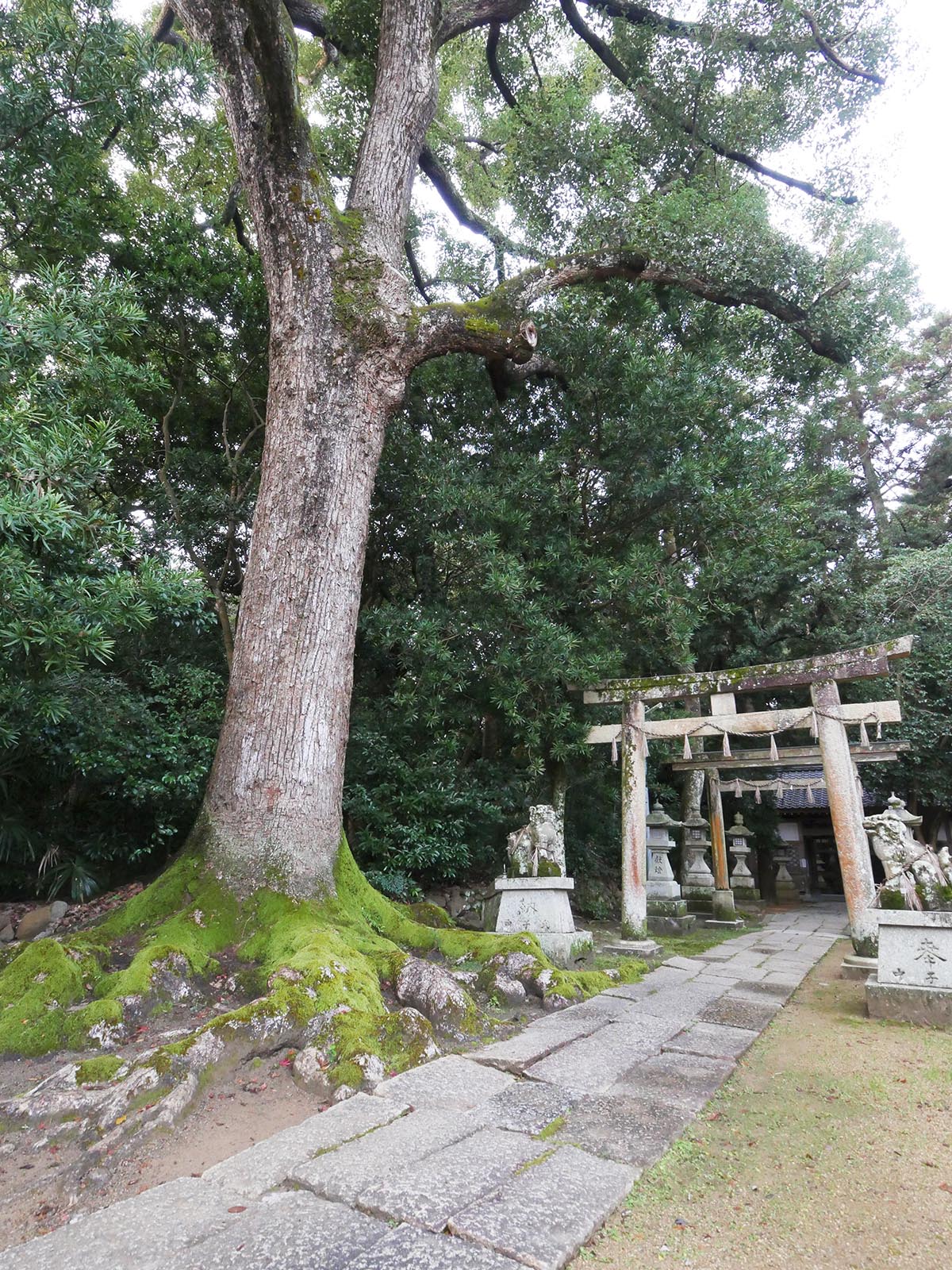 稲葉菅原神社のクスノキ