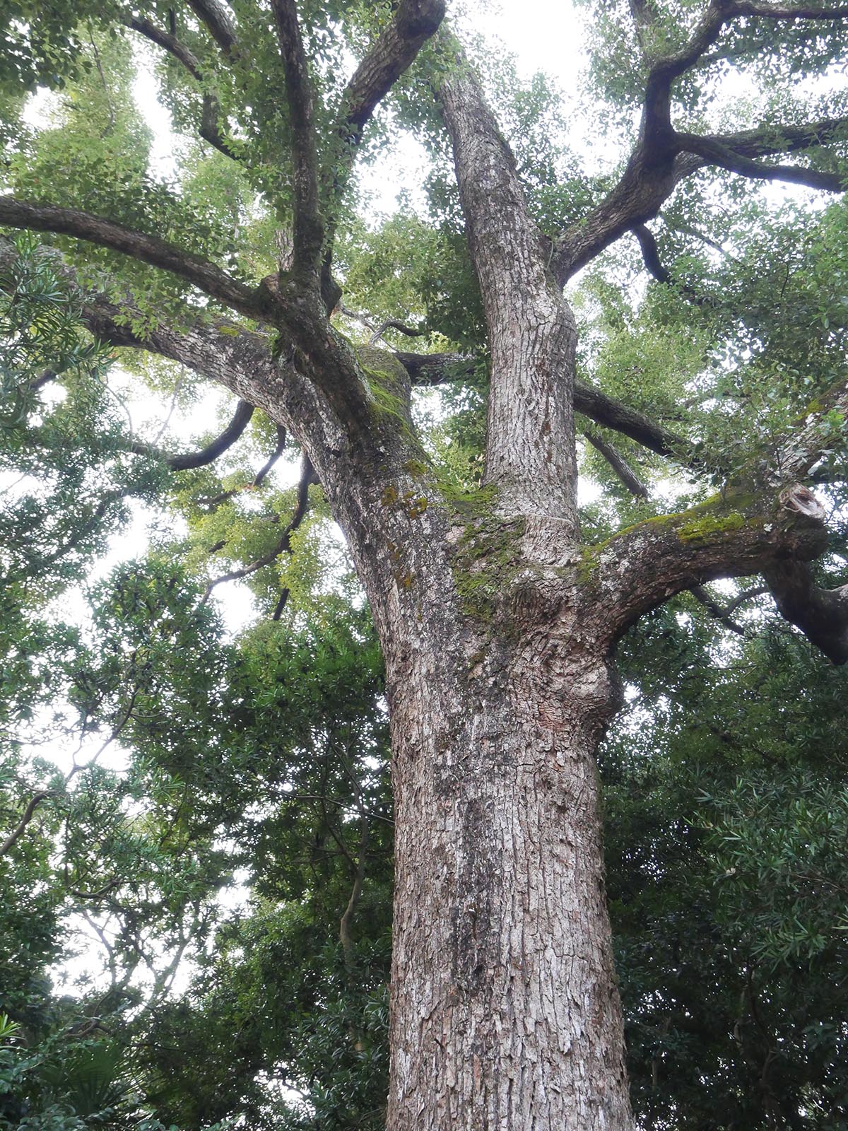 稲葉菅原神社のクスノキ