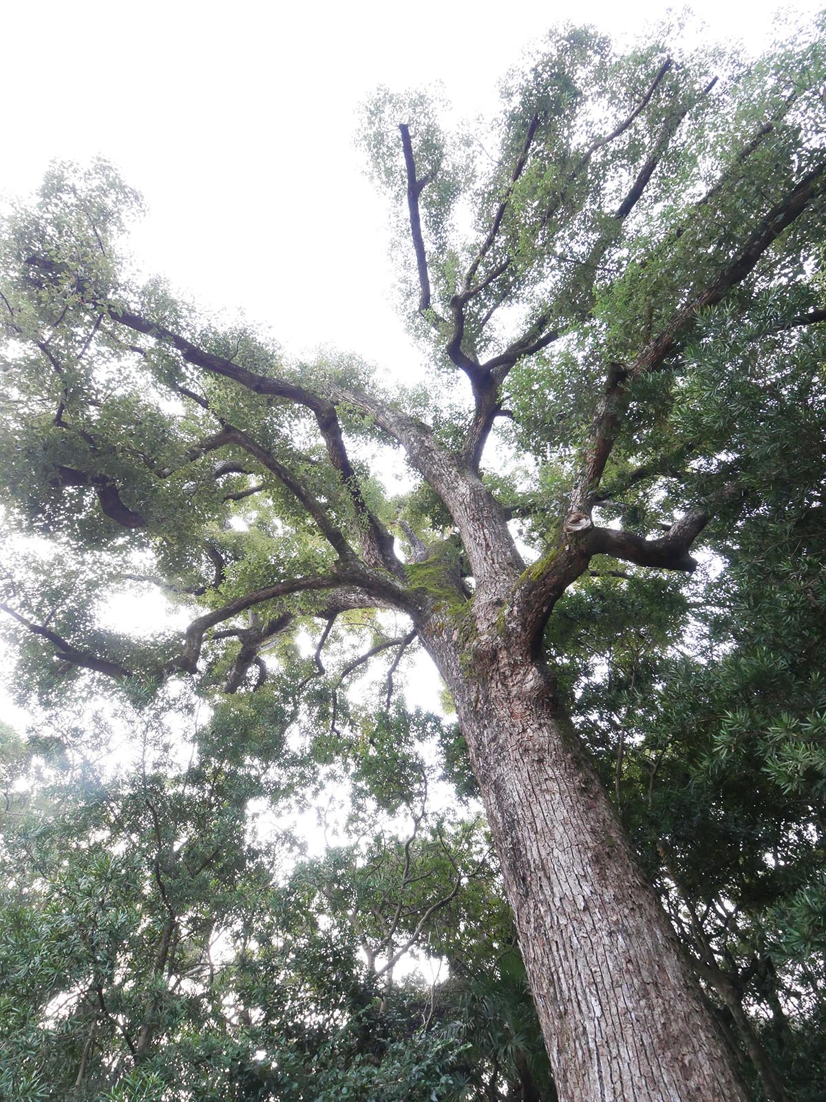 稲葉菅原神社のクスノキ