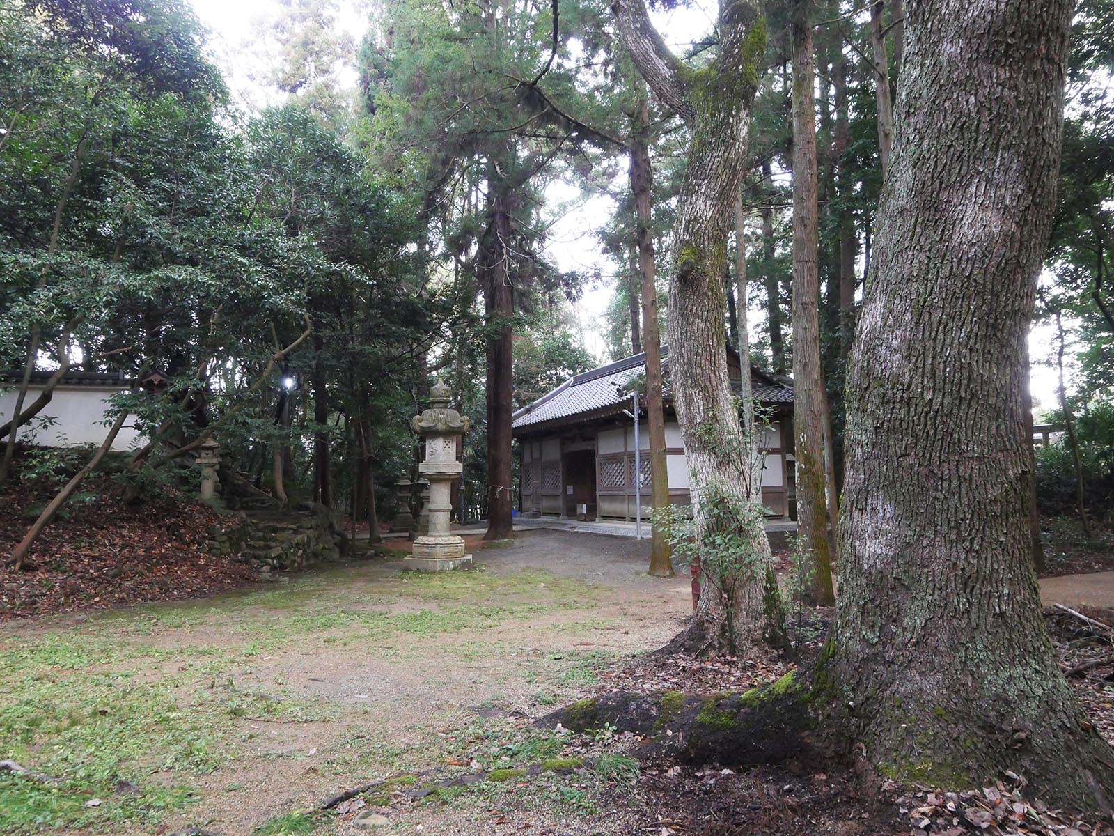 稲葉菅原神社のクスノキ