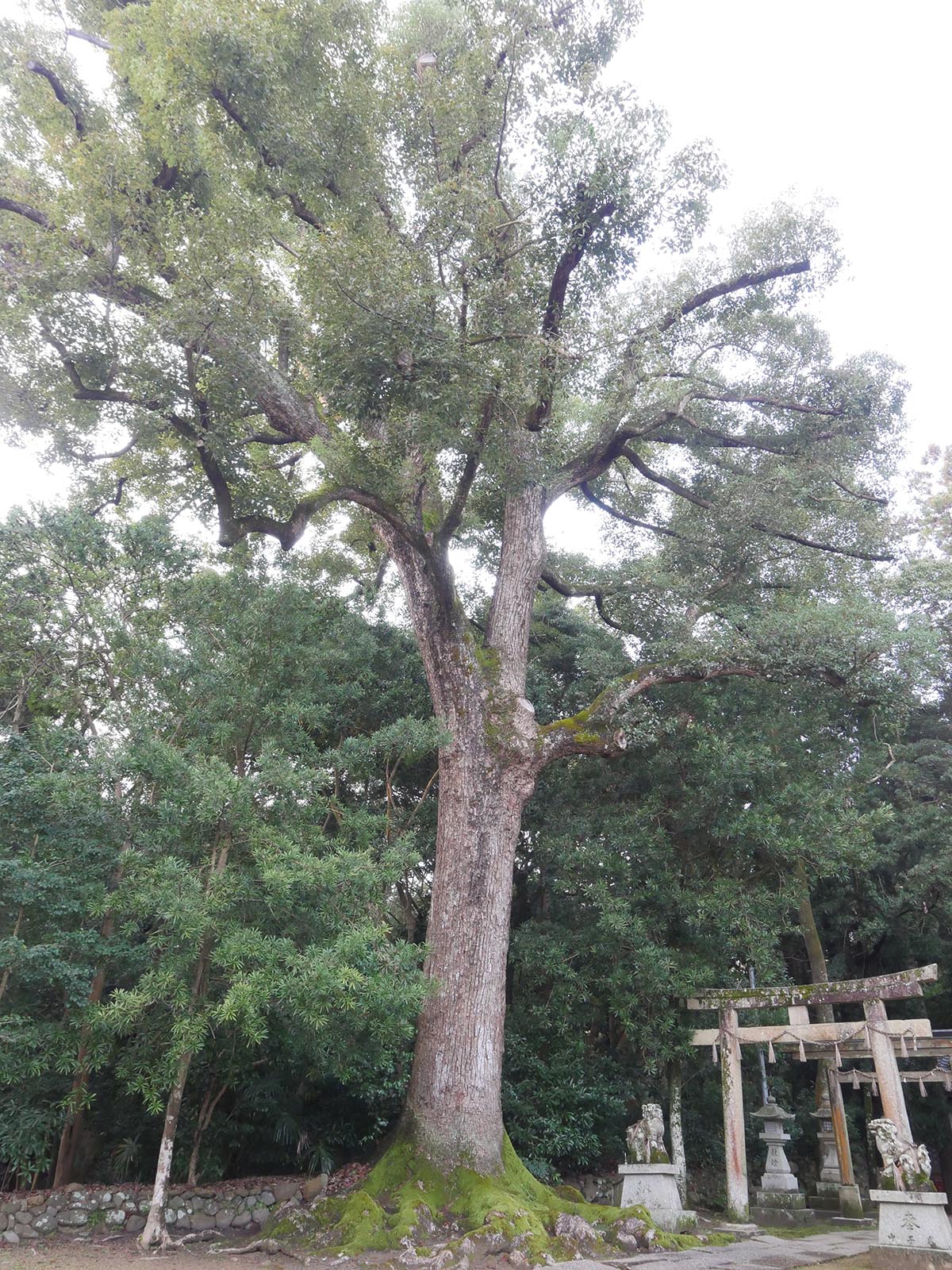 稲葉菅原神社のクスノキ