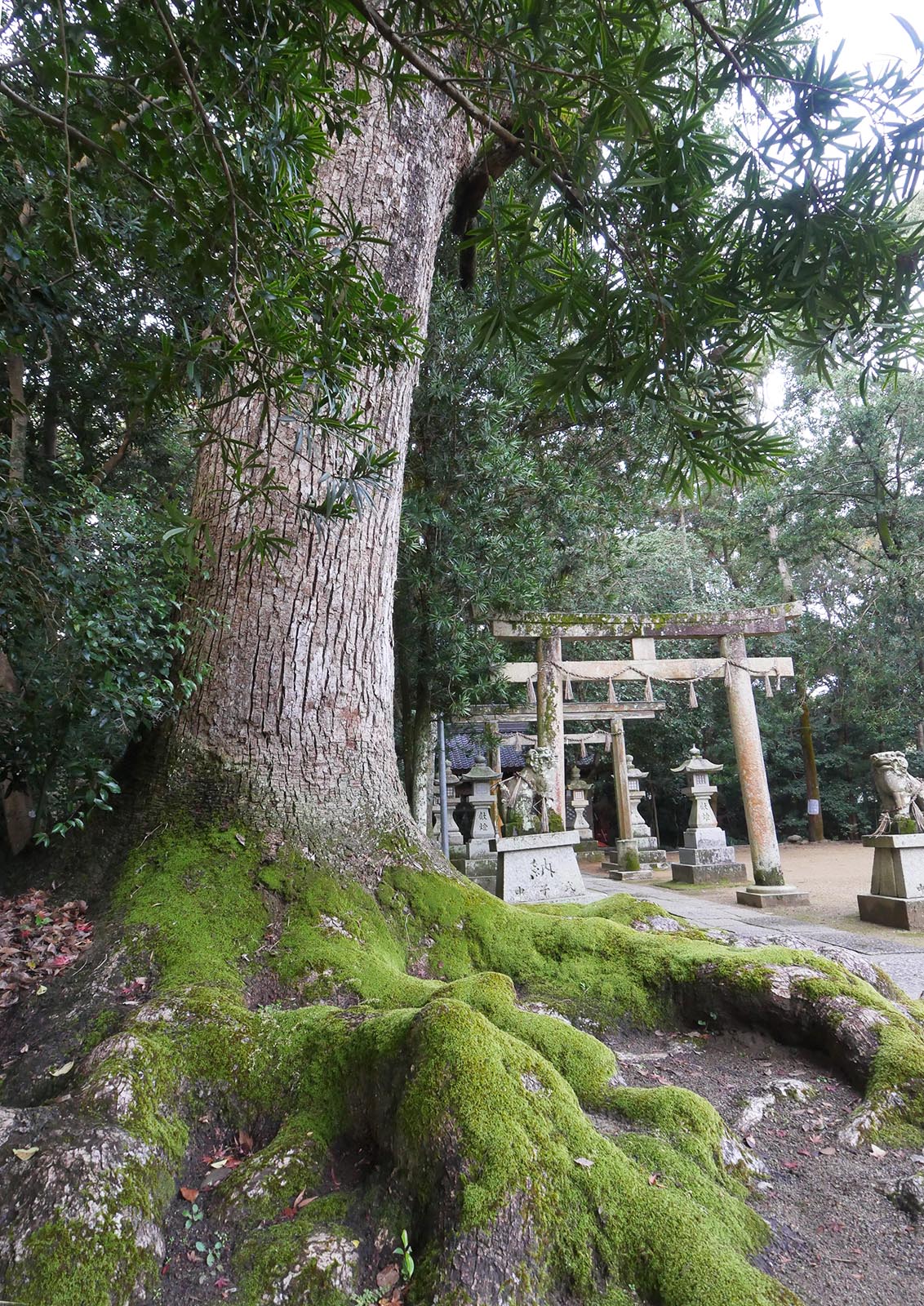 稲葉菅原神社のクスノキ