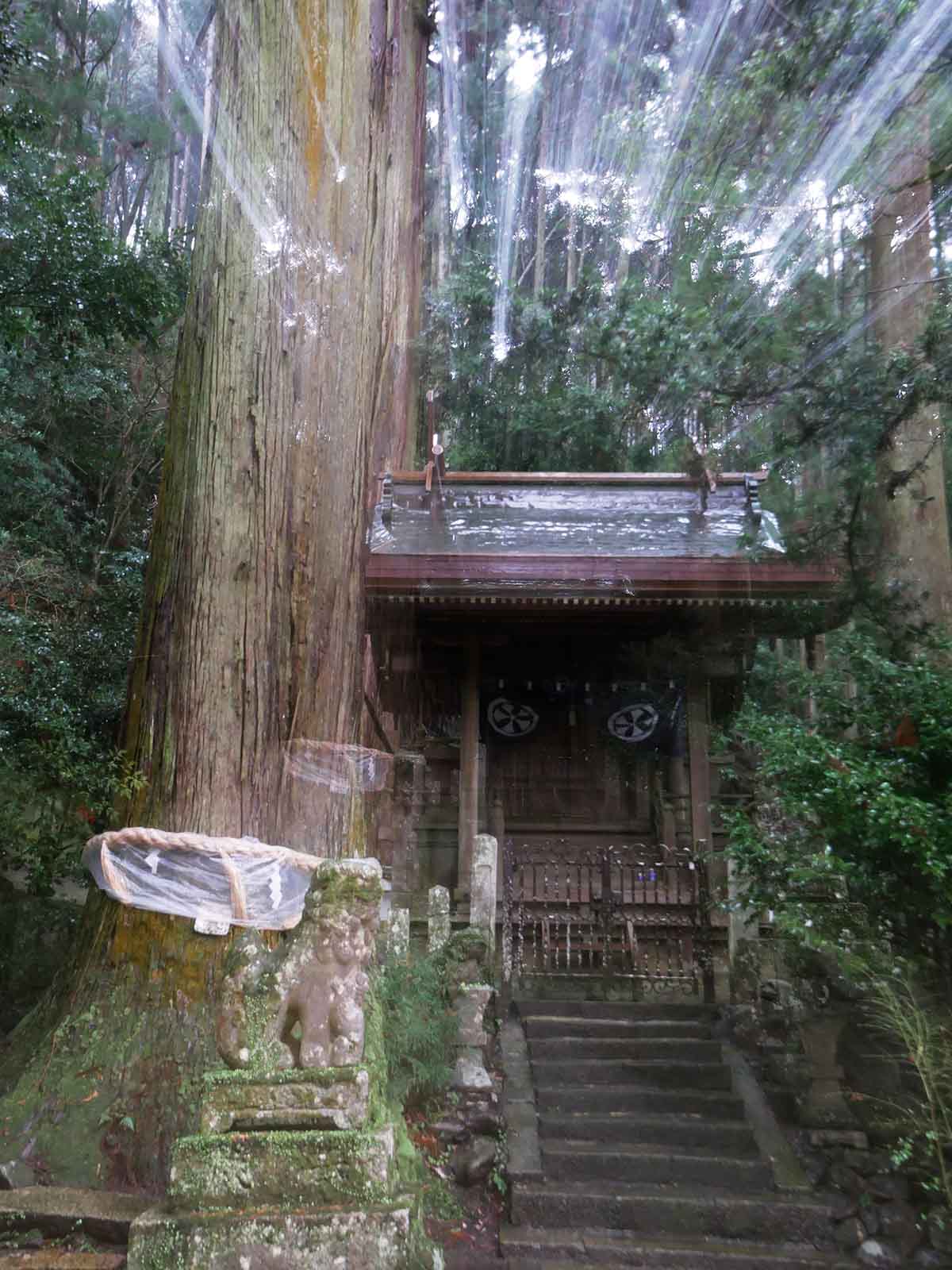 大沢神社の杉