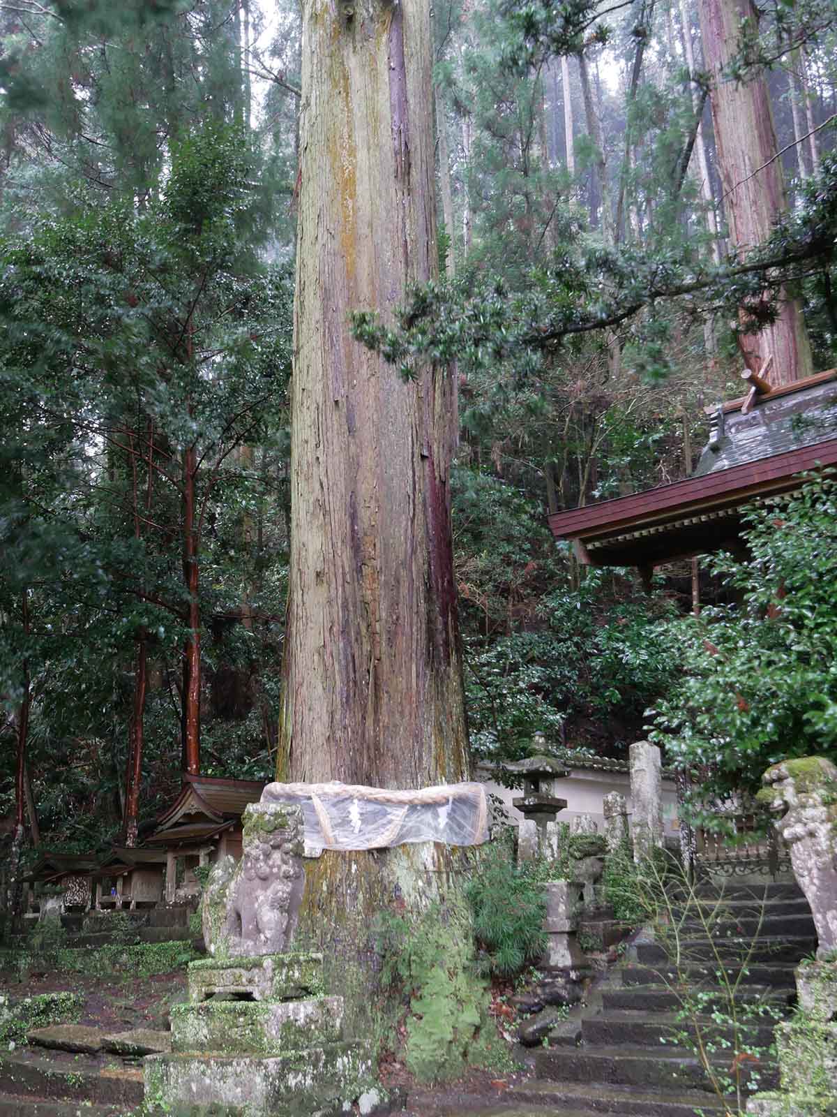 大沢神社の杉