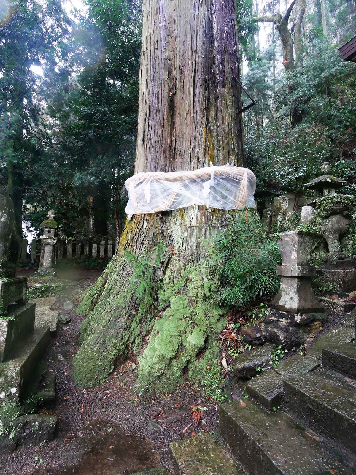 大沢神社の杉