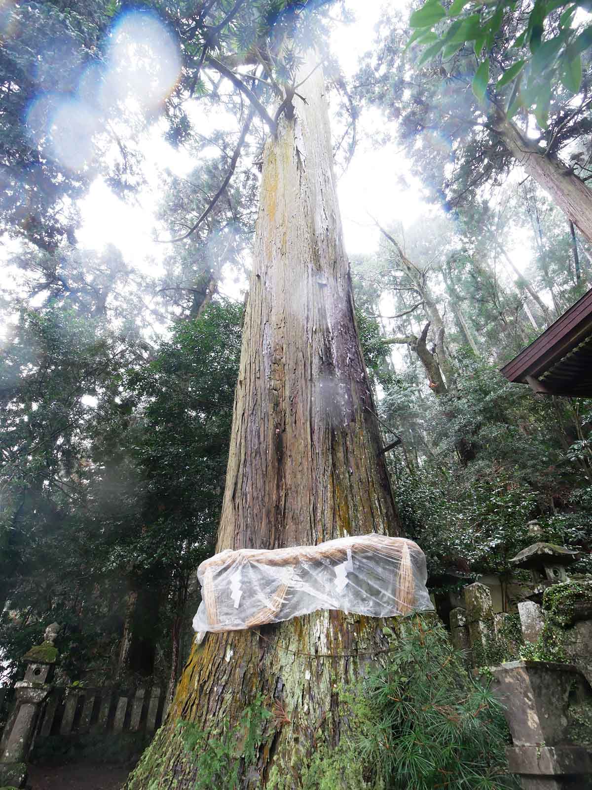 大沢神社の杉