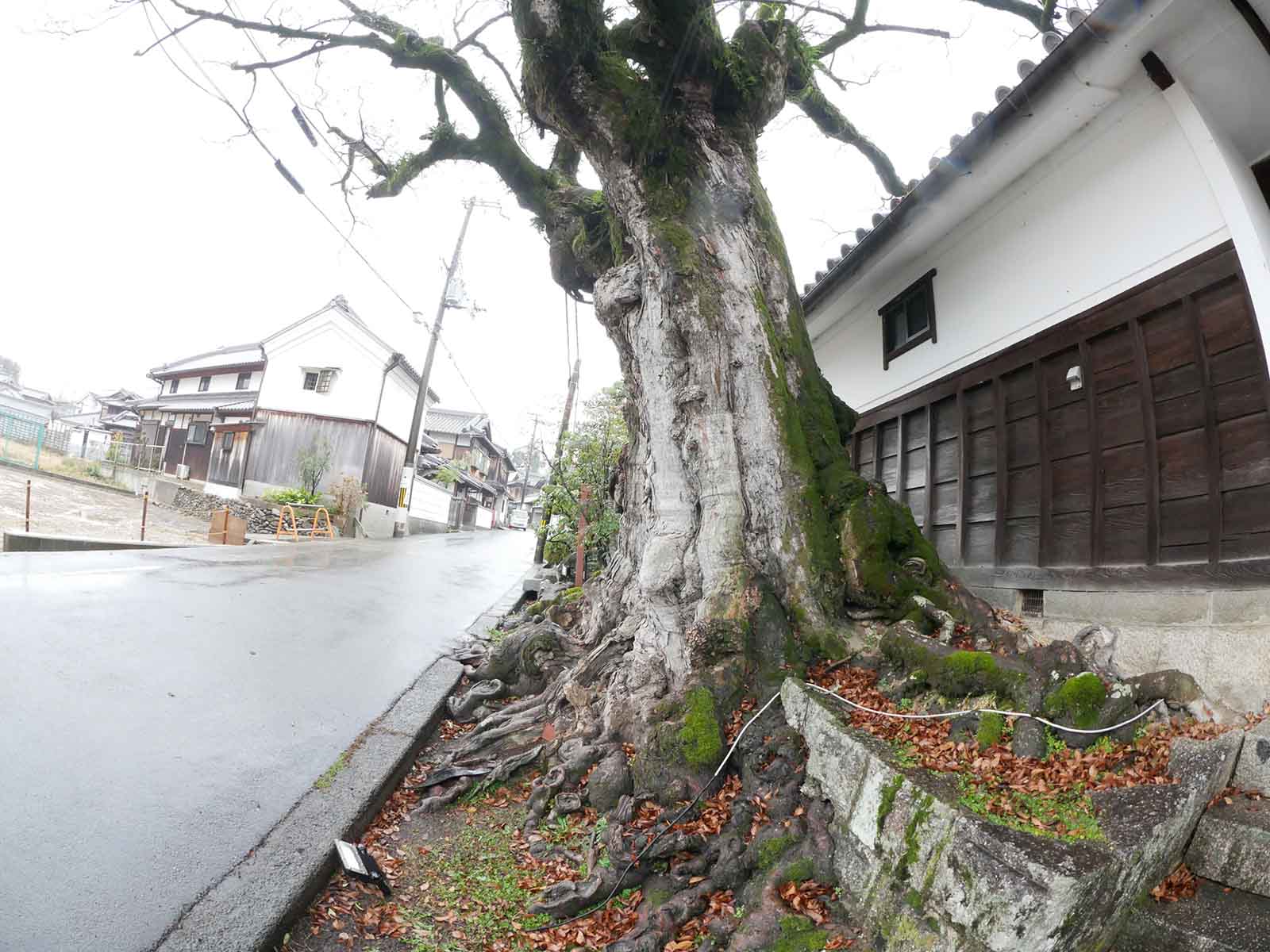 西向寺のいぶき