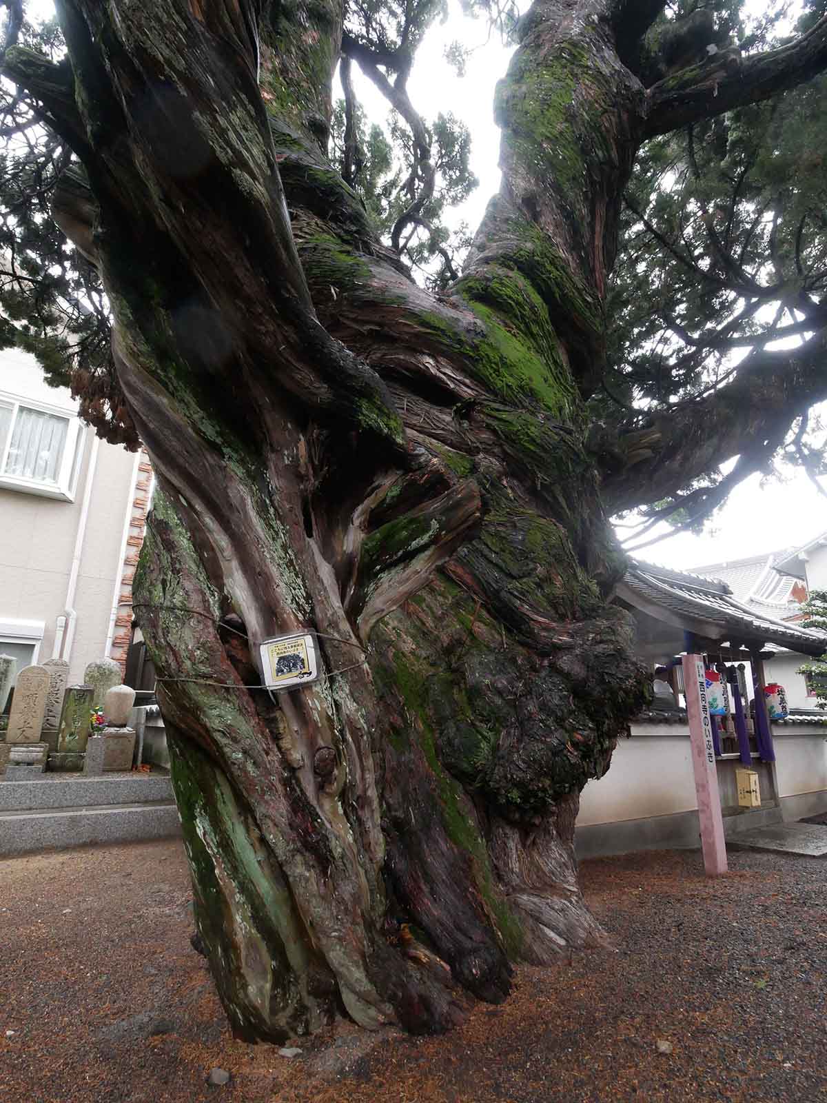 西向寺のいぶき