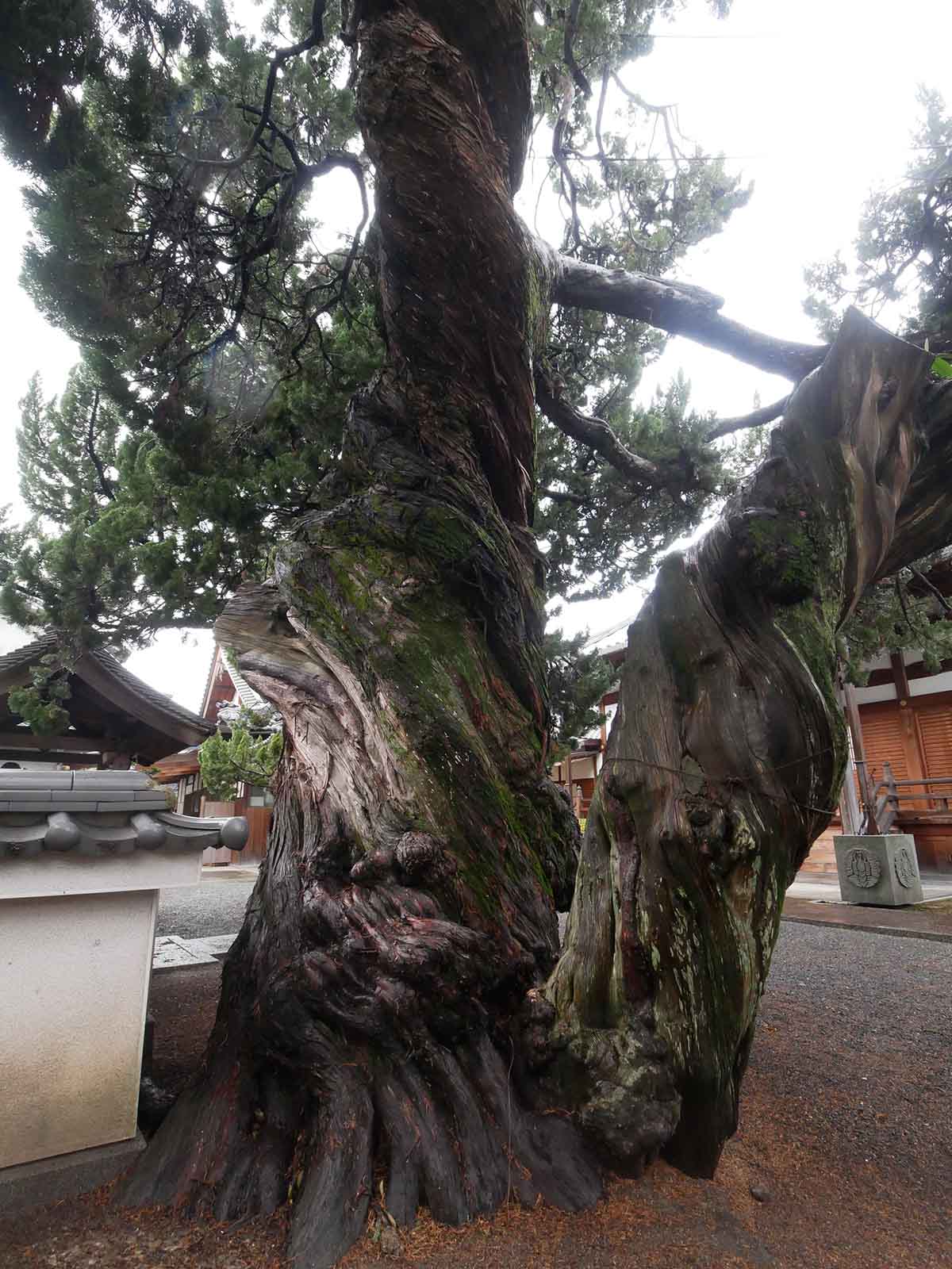 西向寺のいぶき