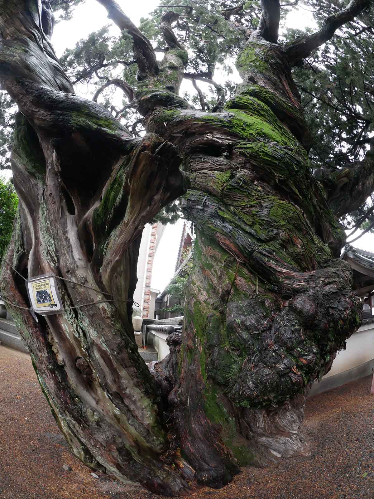 西向寺のいぶき