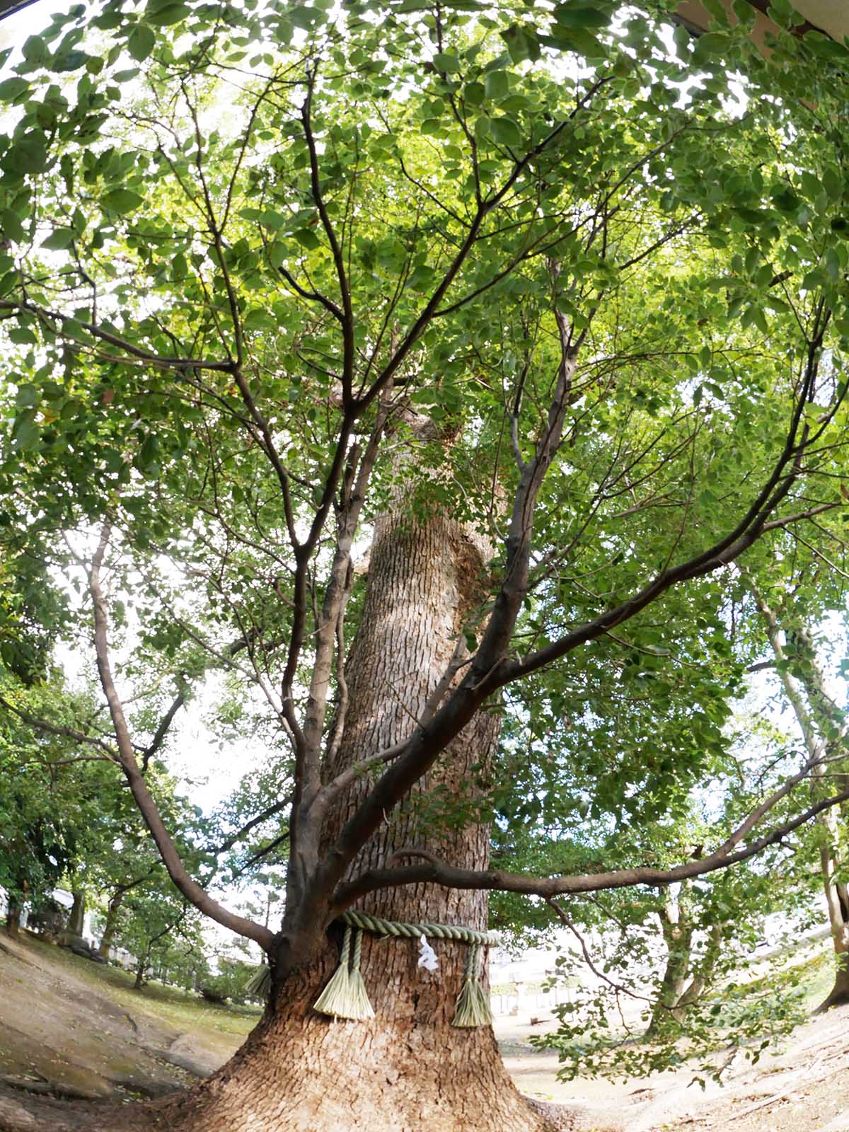 丹比神社のクスノキ