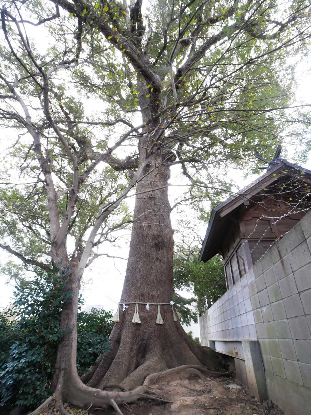 丹比神社の御神木