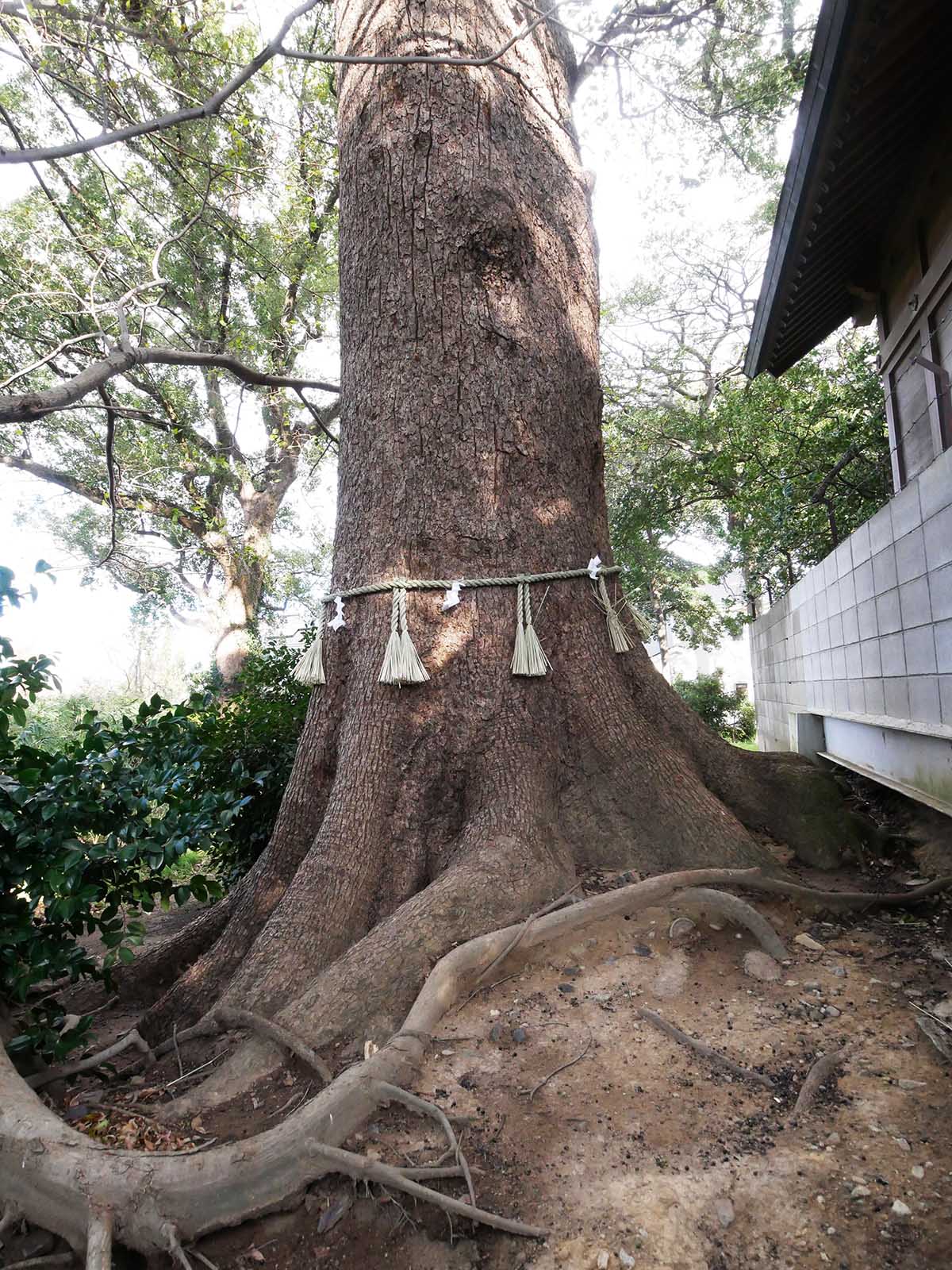 丹比神社の御神木