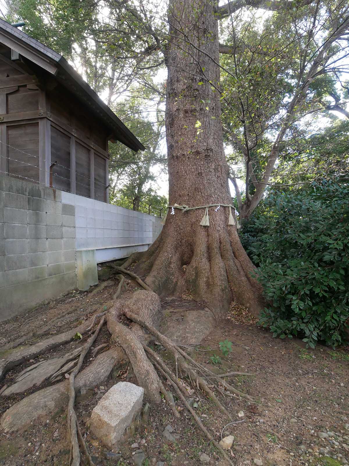 丹比神社の御神木