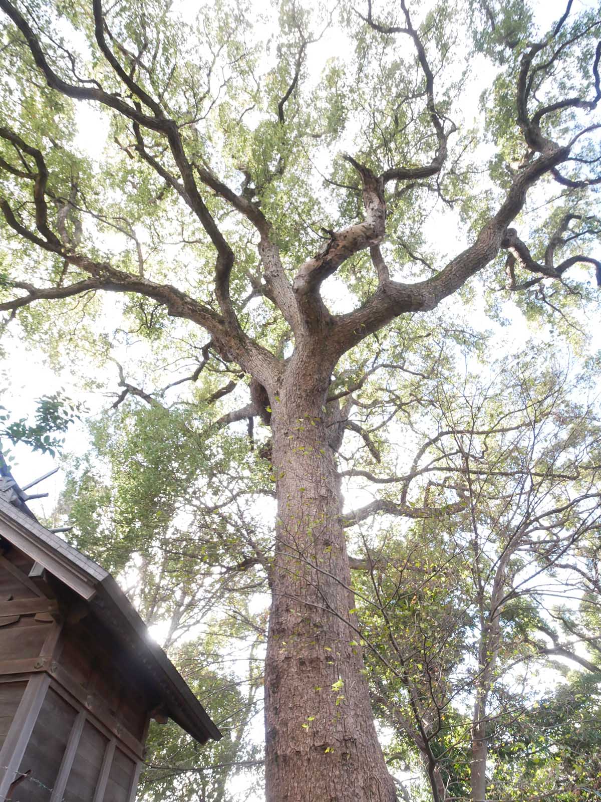 丹比神社の御神木