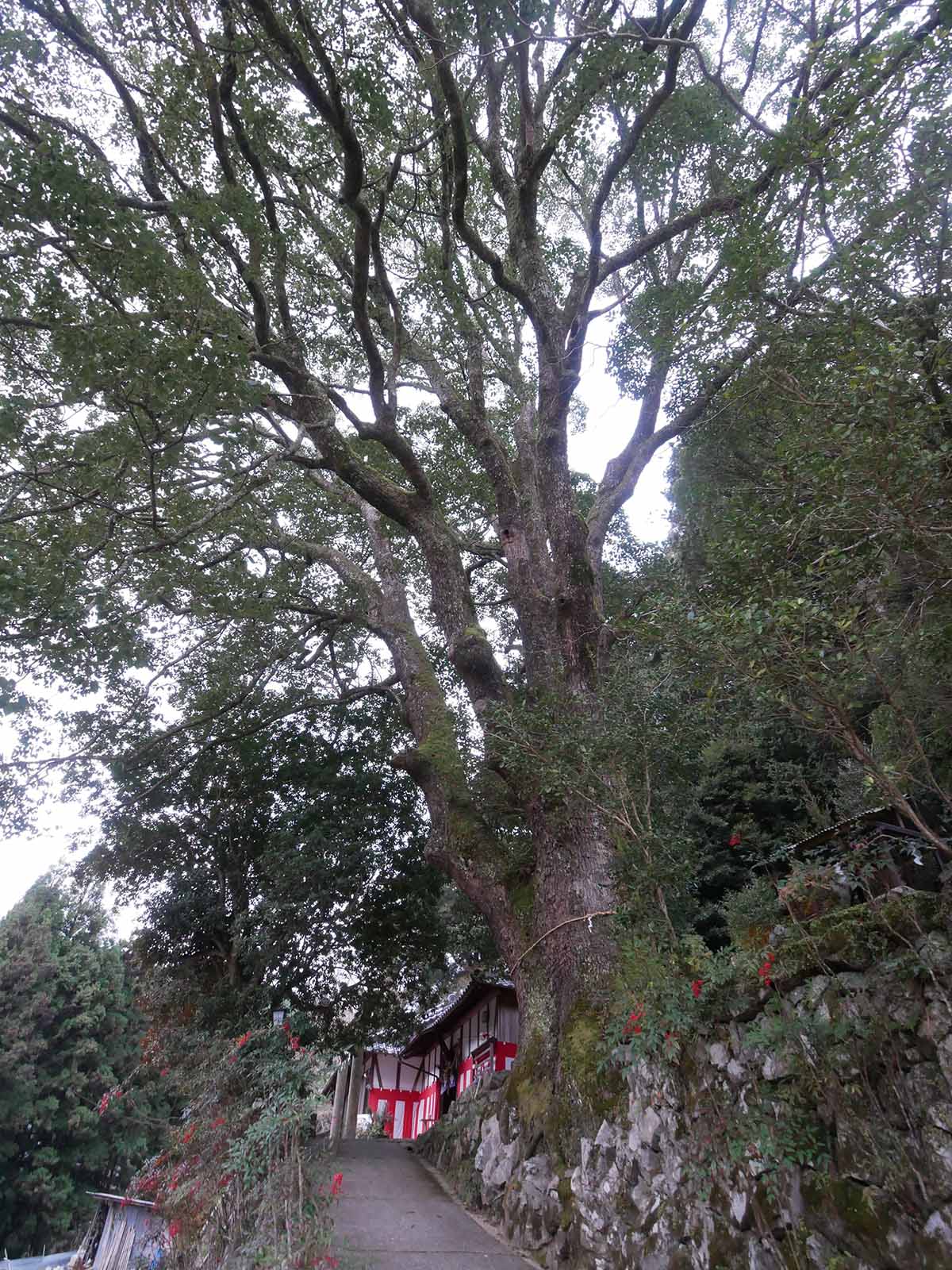 流谷八幡神社のクス