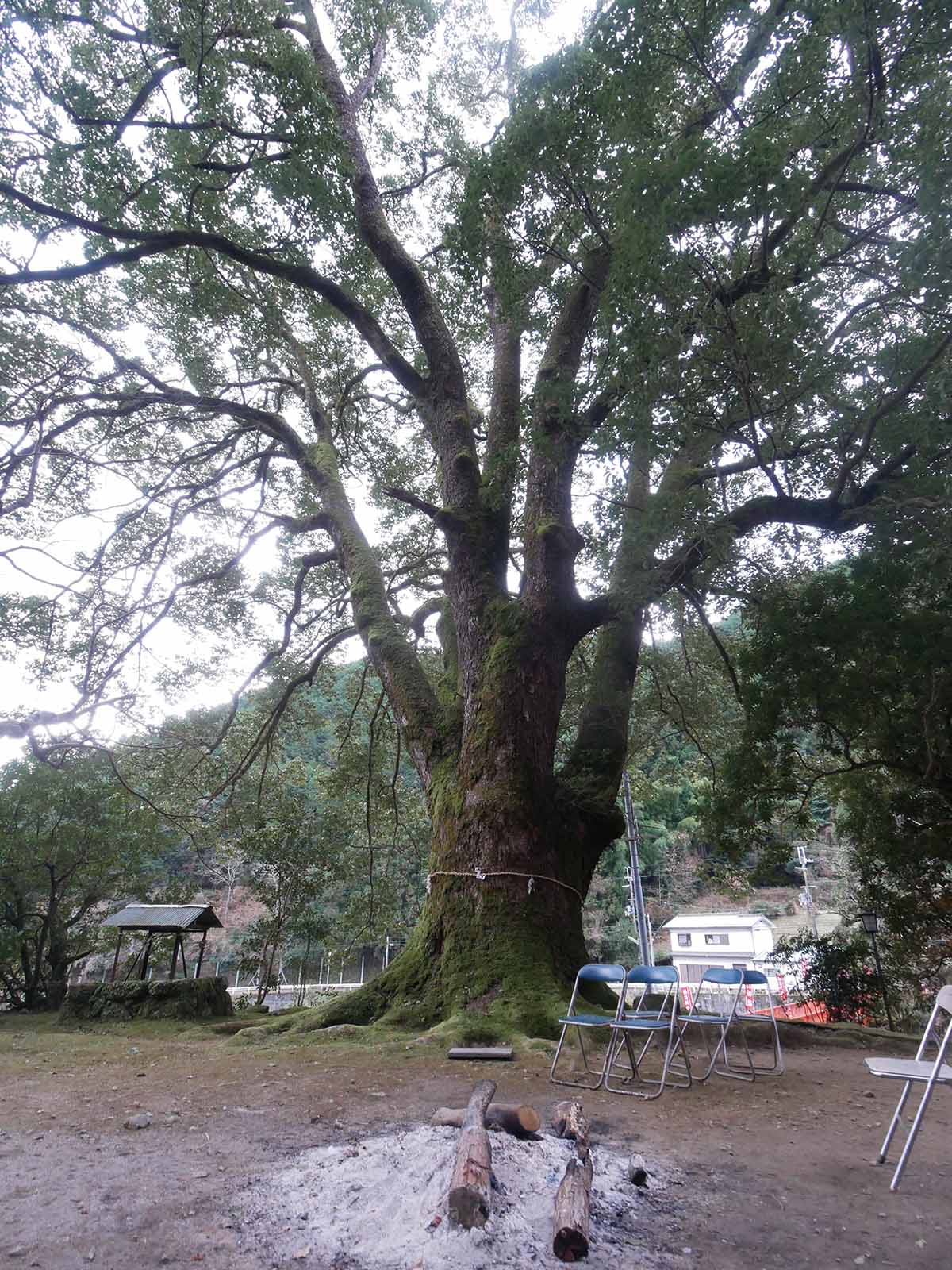 流谷八幡神社のクス