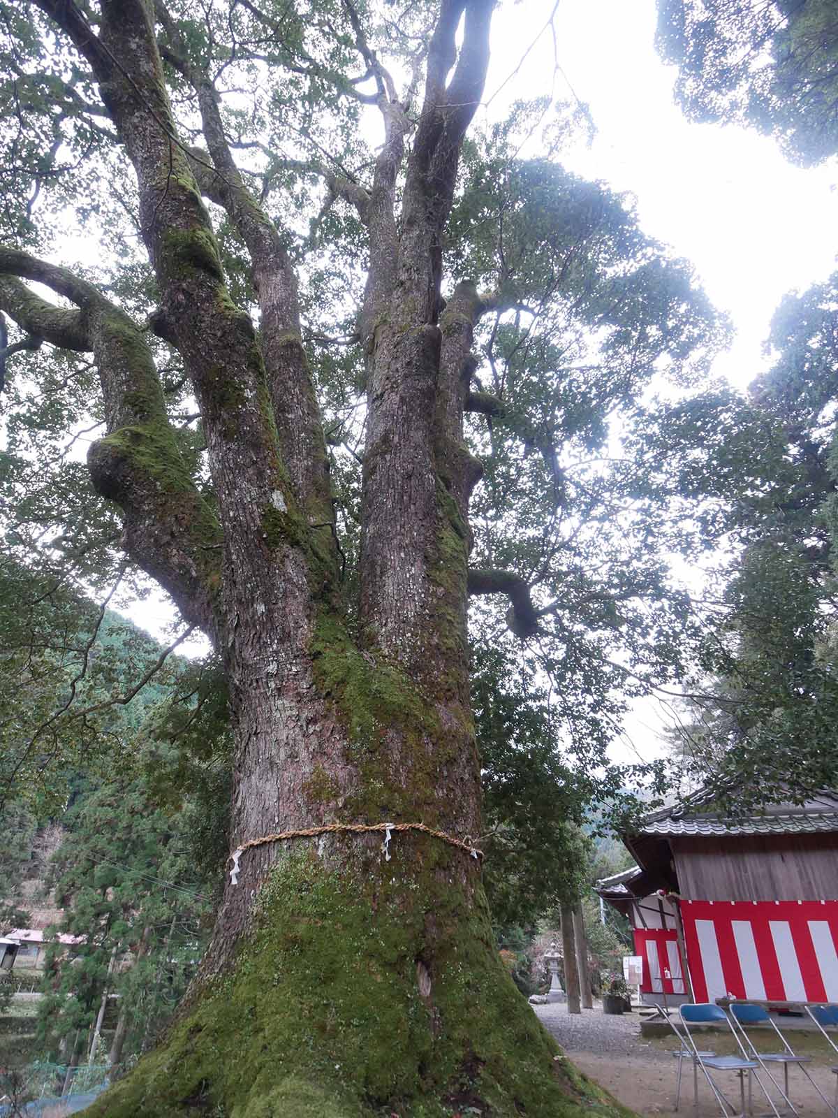 流谷八幡神社のクス