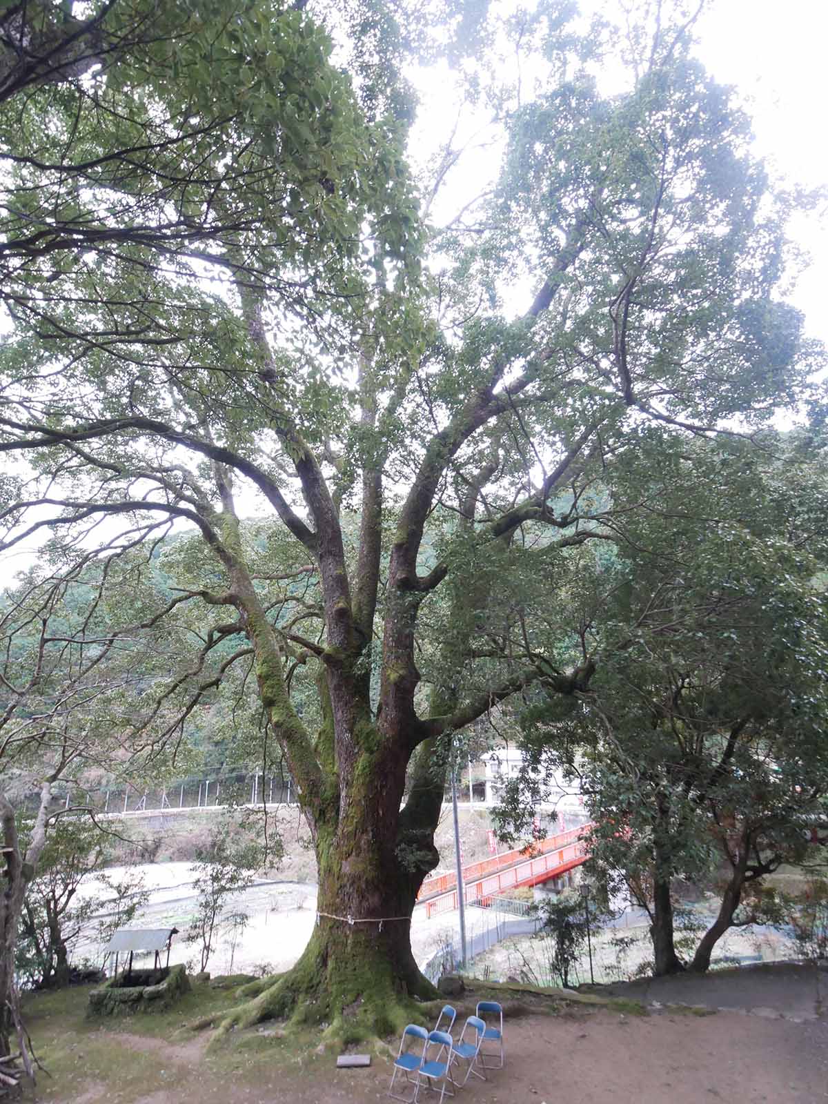 流谷八幡神社のクス