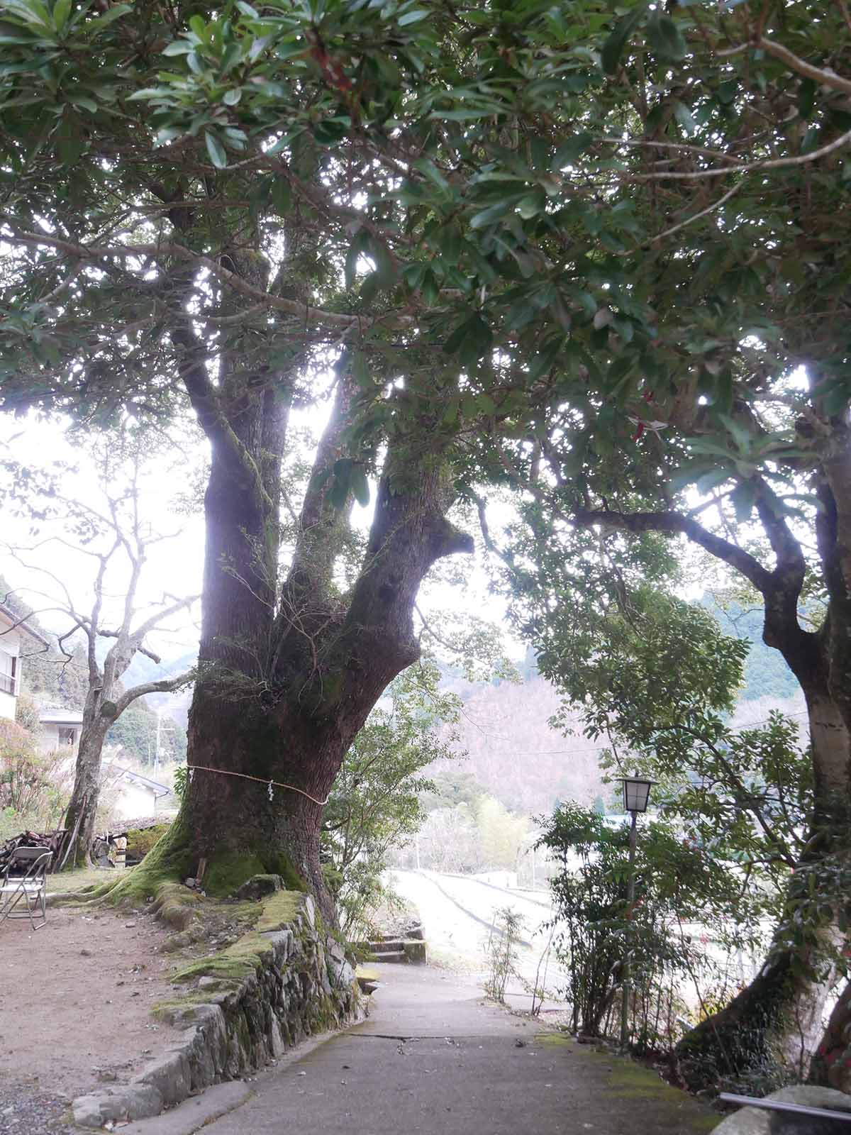 流谷八幡神社のクス